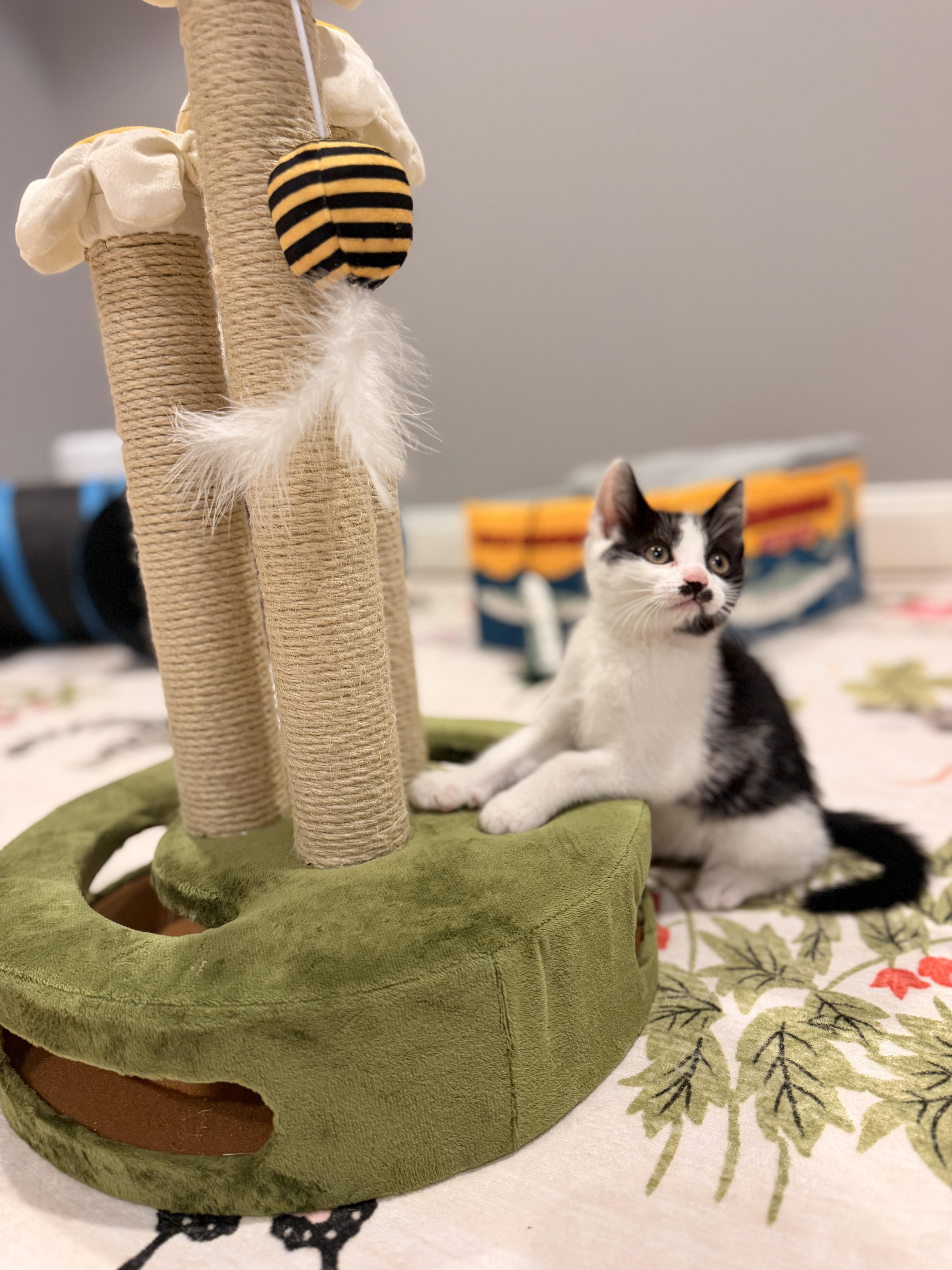 Enlarge Tux, a ADOPTABLE Domestic Short Hair in Thornwood, NY image 3/6