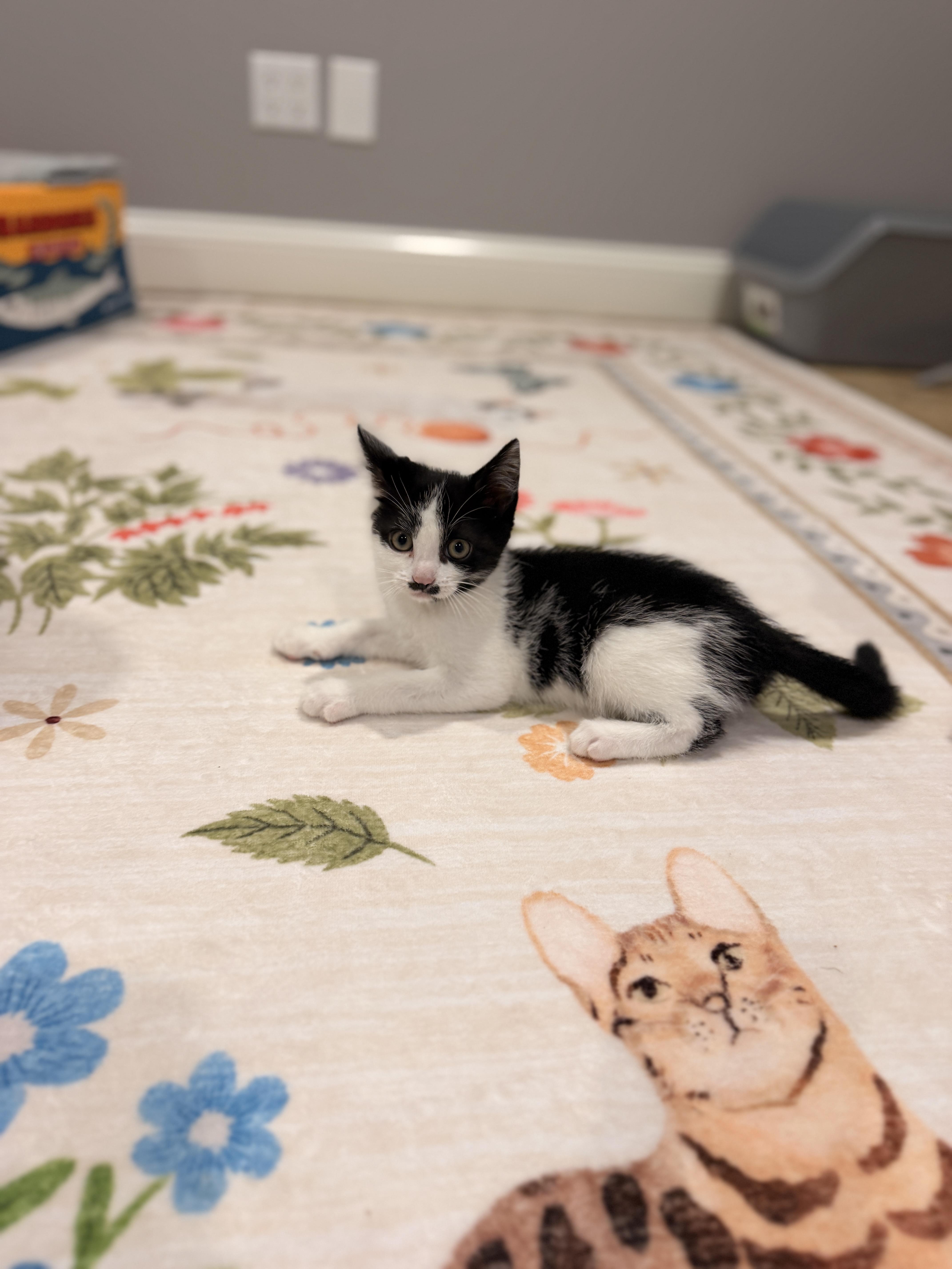 Enlarge Tux, a ADOPTABLE Domestic Short Hair in Thornwood, NY image 2/6