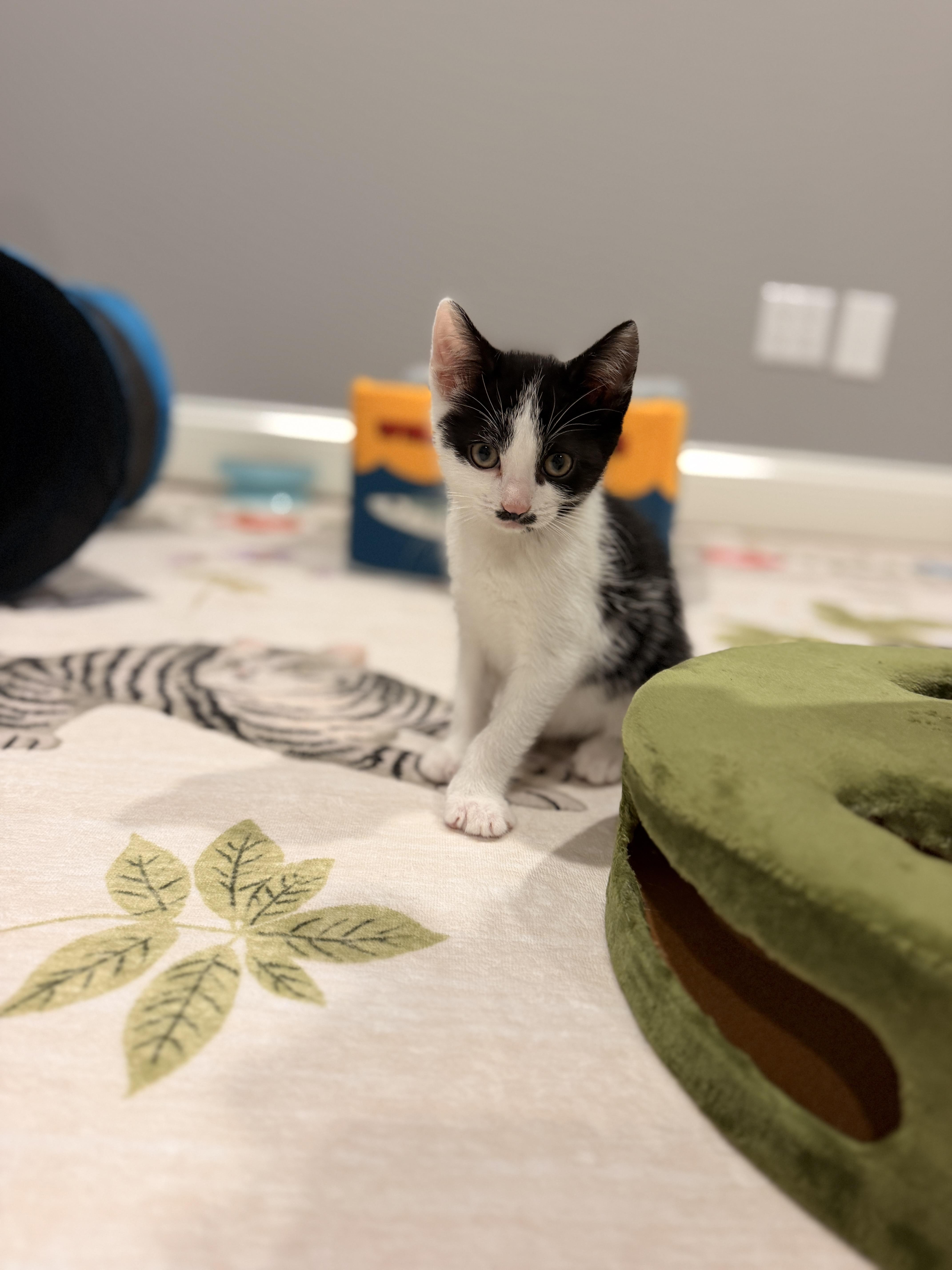 Enlarge Tux, a ADOPTABLE Domestic Short Hair in Thornwood, NY image 6/6