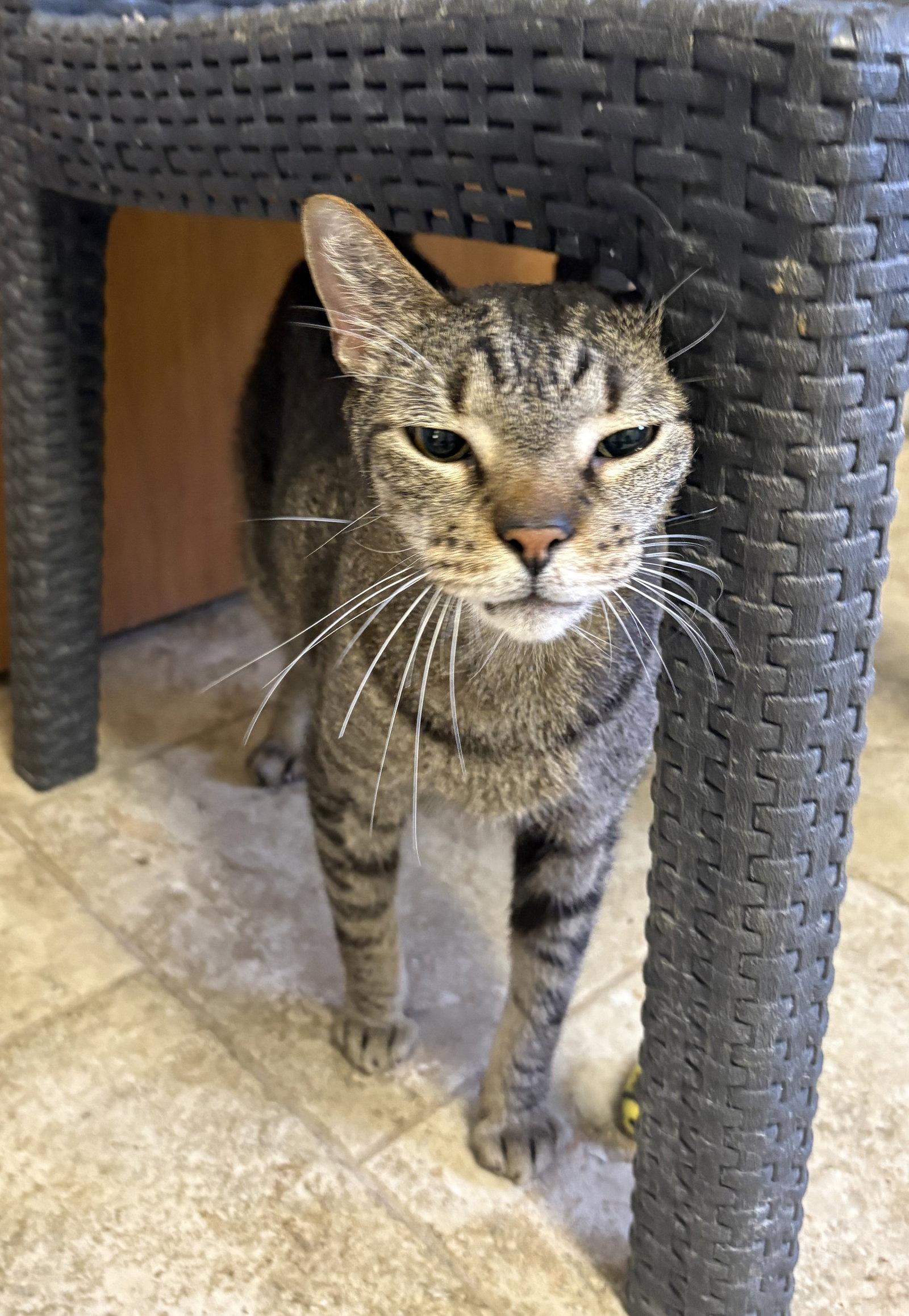 Chance, Adoptable, Senior Male Domestic Short Hair.