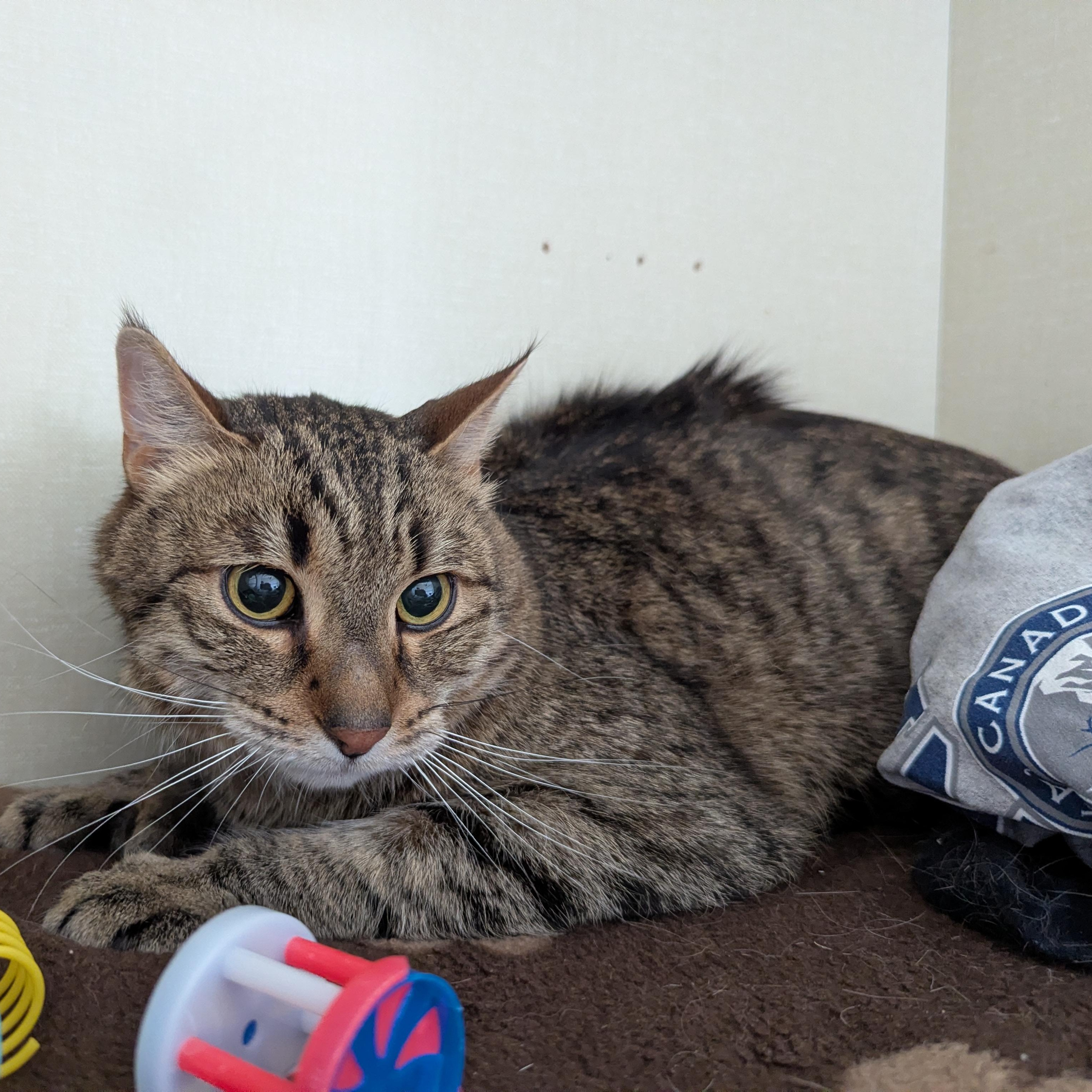 Hobbes, a ADOPTABLE Domestic Short Hair in Morden, MB image 2/3