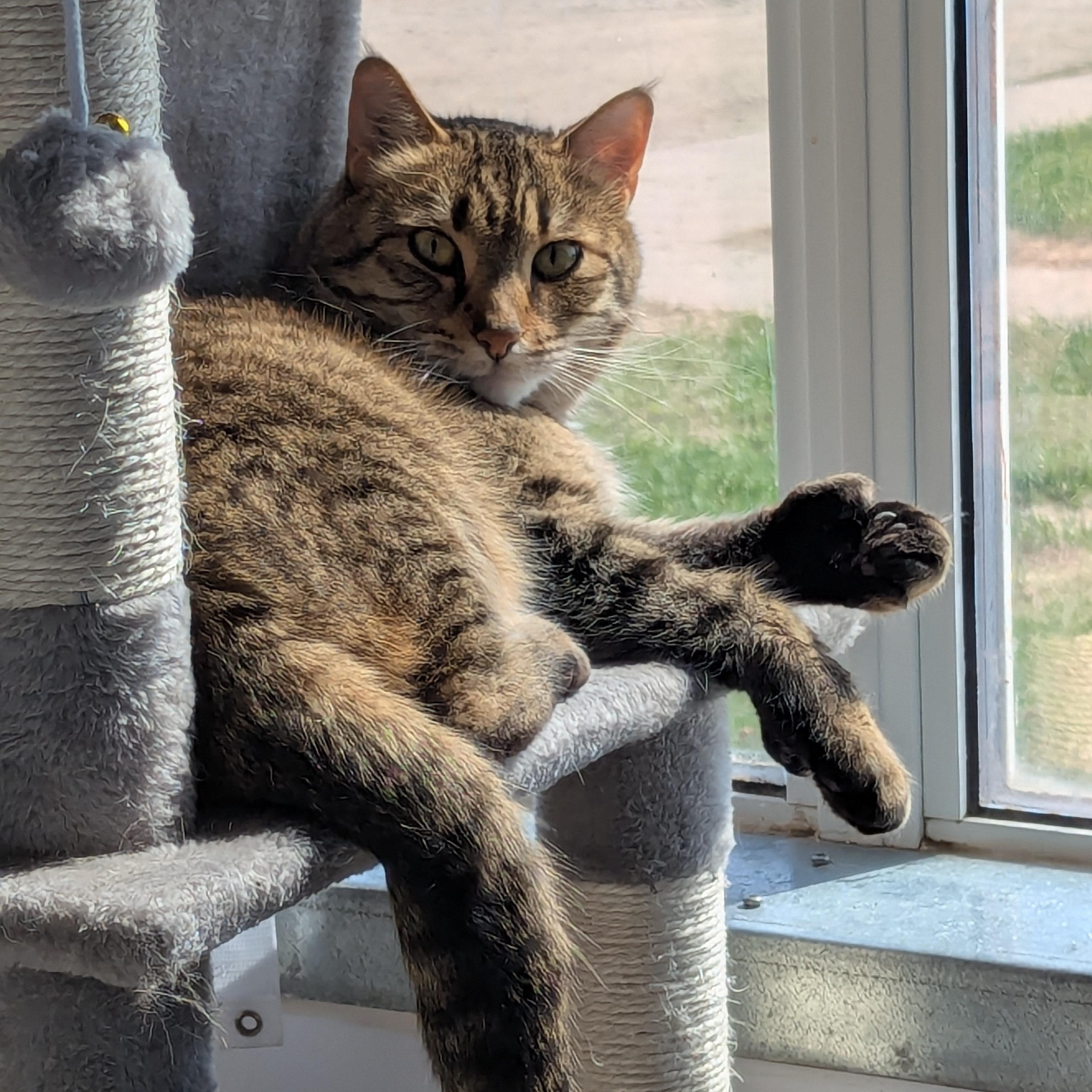 Hobbes, a ADOPTABLE Domestic Short Hair in Morden, MB image 1/3