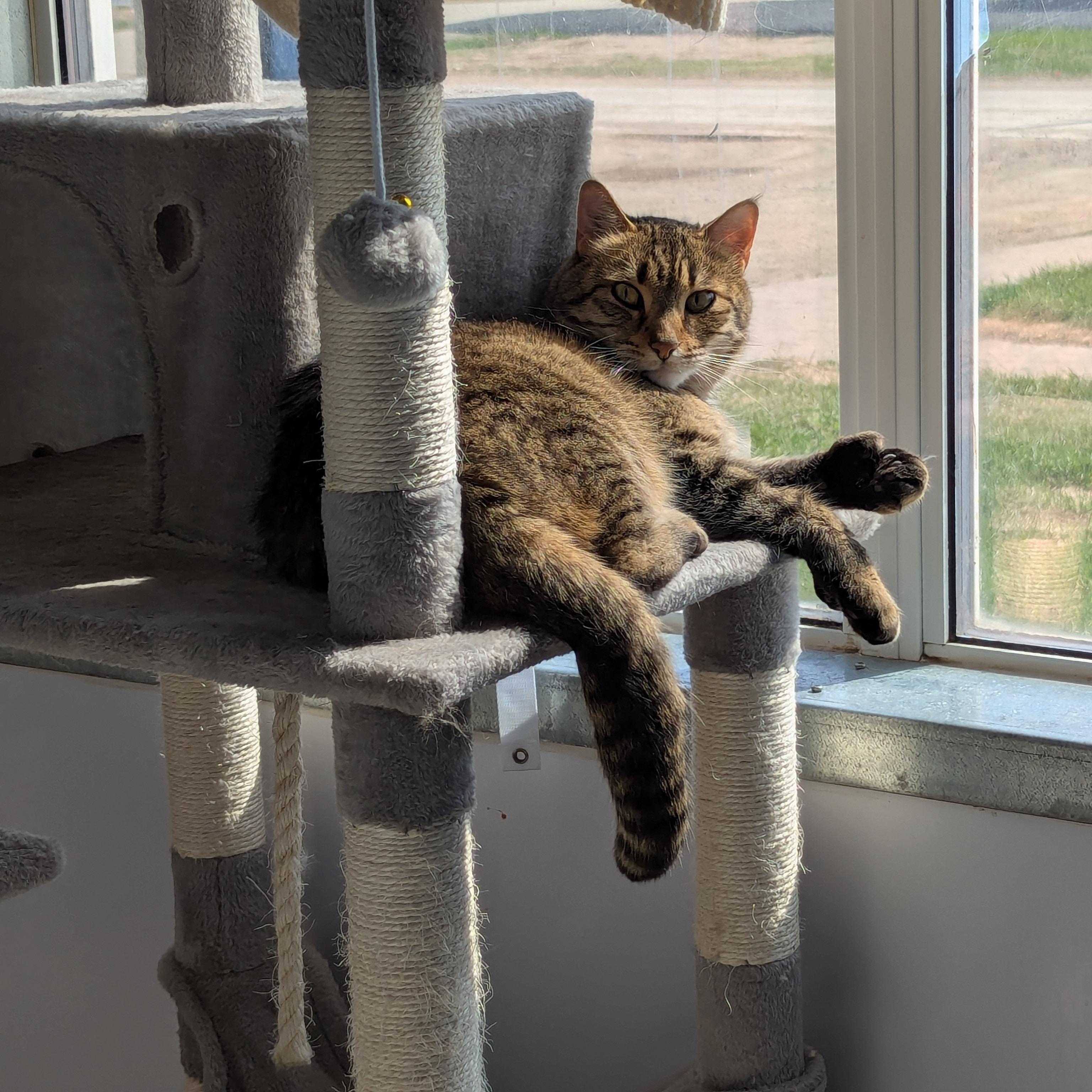 Hobbes, a ADOPTABLE Domestic Short Hair in Morden, MB image 3/3