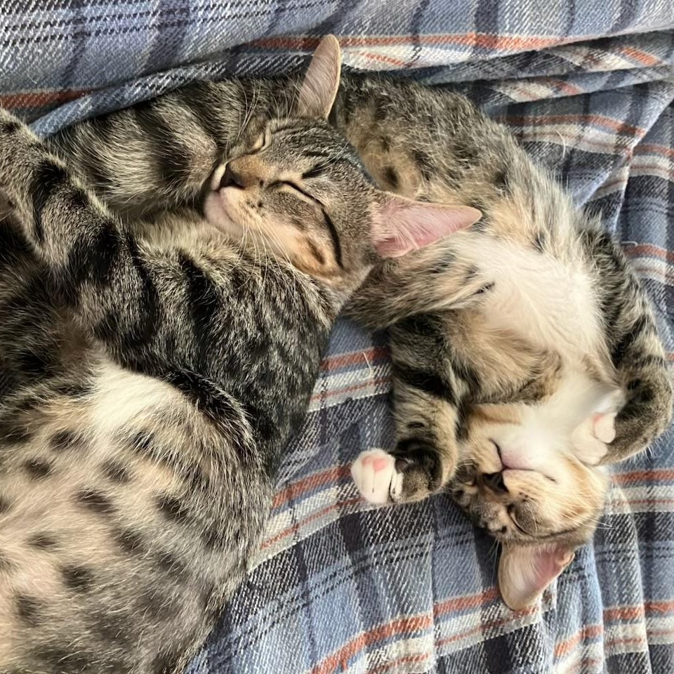 Enlarge Techno & Geisha BONDED, a Adoptable Domestic Short Hair in Portland, ME image 1/2