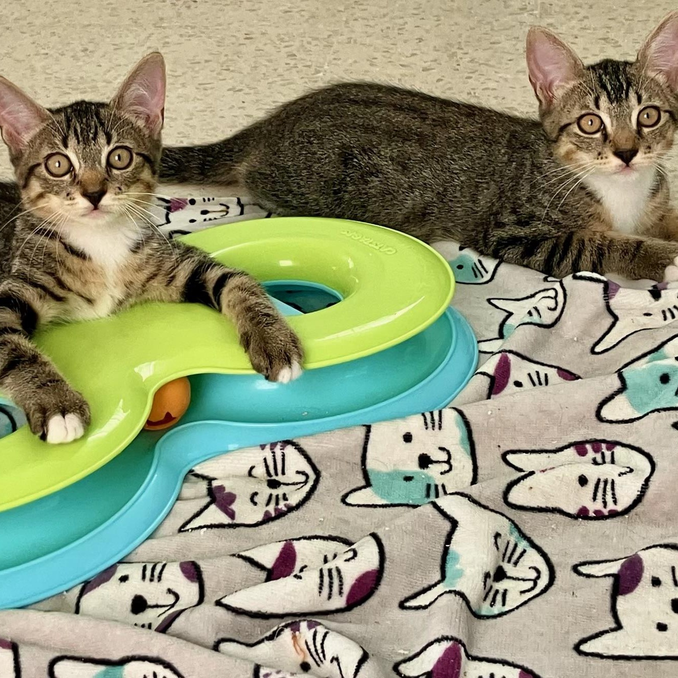 Enlarge Techno & Geisha BONDED, a Adoptable Domestic Short Hair in Portland, ME image 2/2