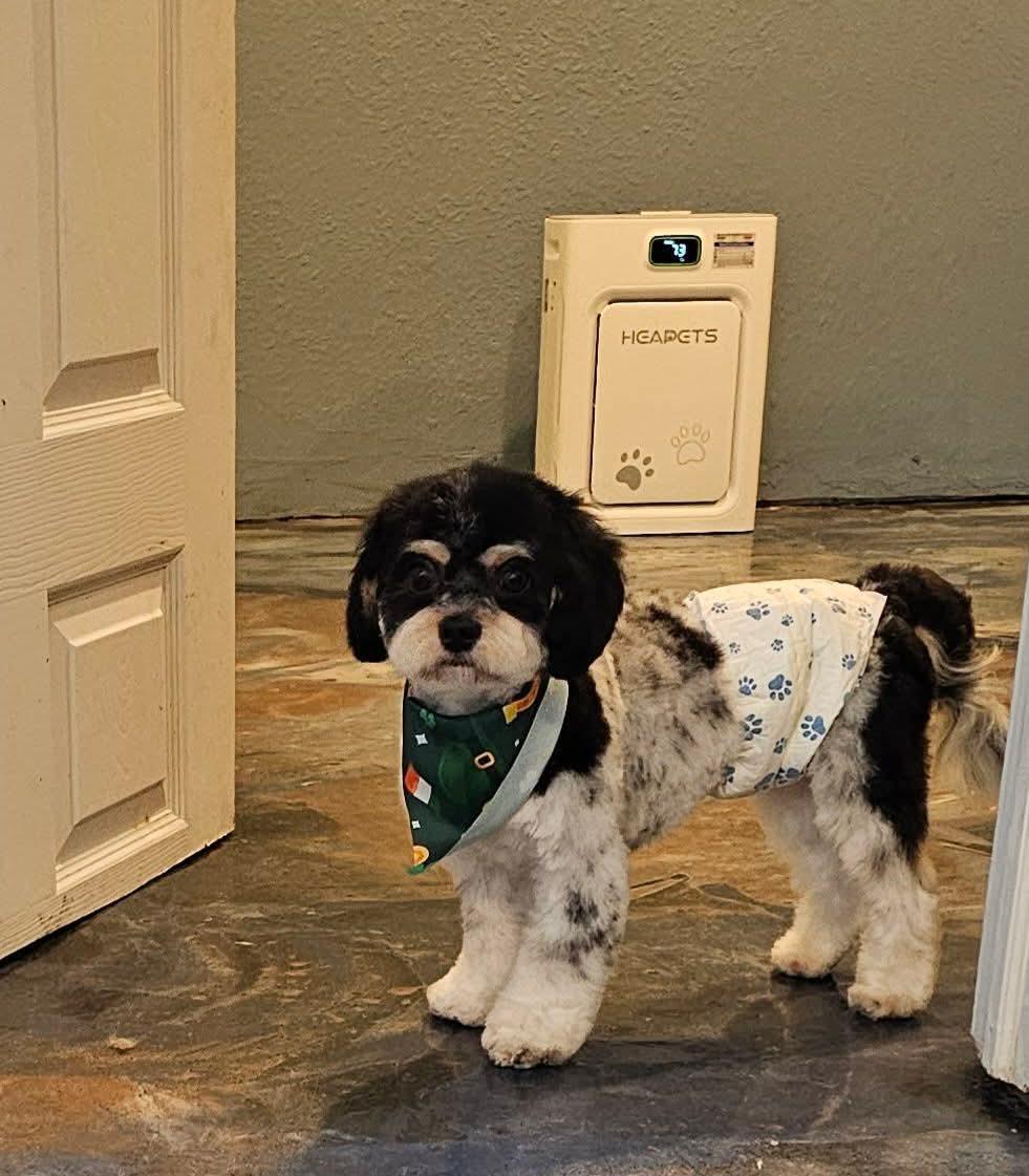 Benny, Adoptable, Young Male Cavalier King Charles Spaniel & Bichon Frise.