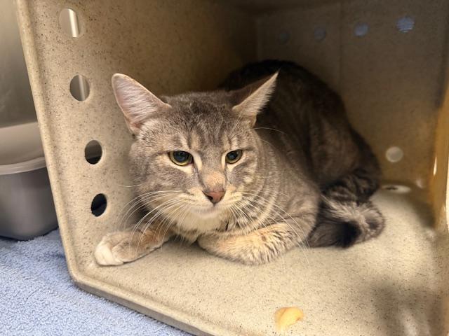 Enlarge ZAMBONI, a Adoptable Domestic Short Hair in Kent, WA image 1/1