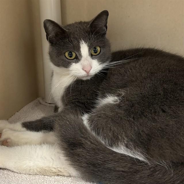 BOOTS, Adoptable, Young Female Domestic Short Hair.