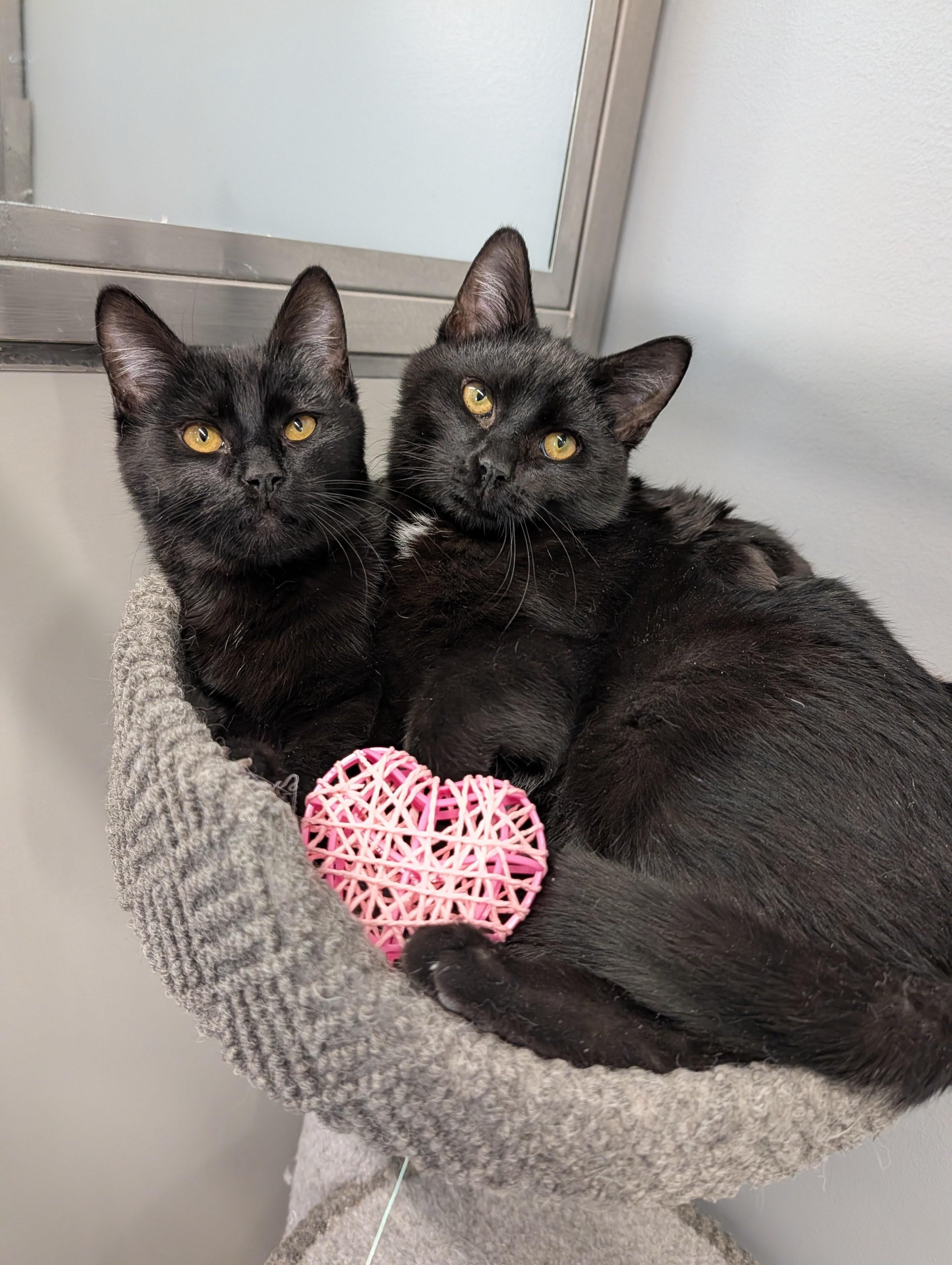 Portabello, an adopted Domestic Short Hair in Cape Girardeau, MO image 3/3