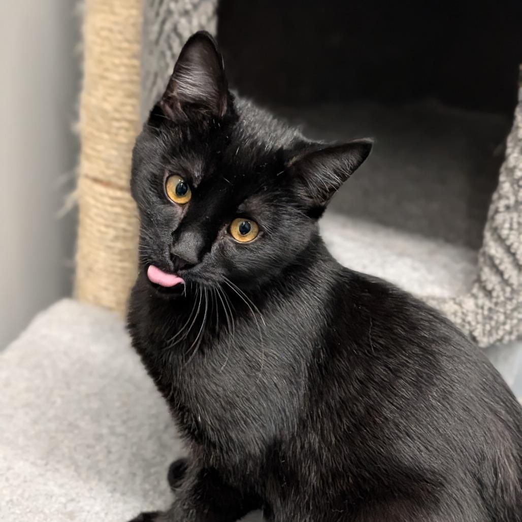 Portabello, an adopted Domestic Short Hair in Cape Girardeau, MO image 2/3