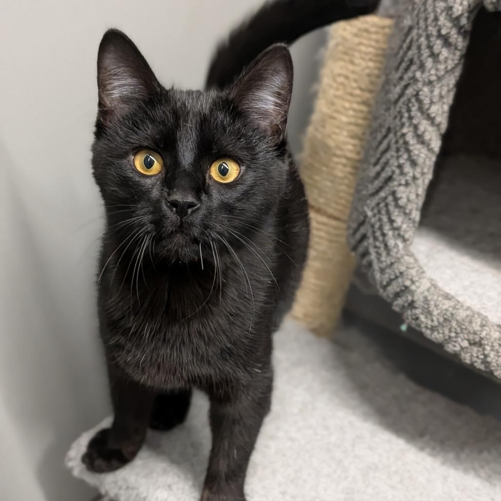 Portabello, adopted, Young Female Domestic Short Hair.