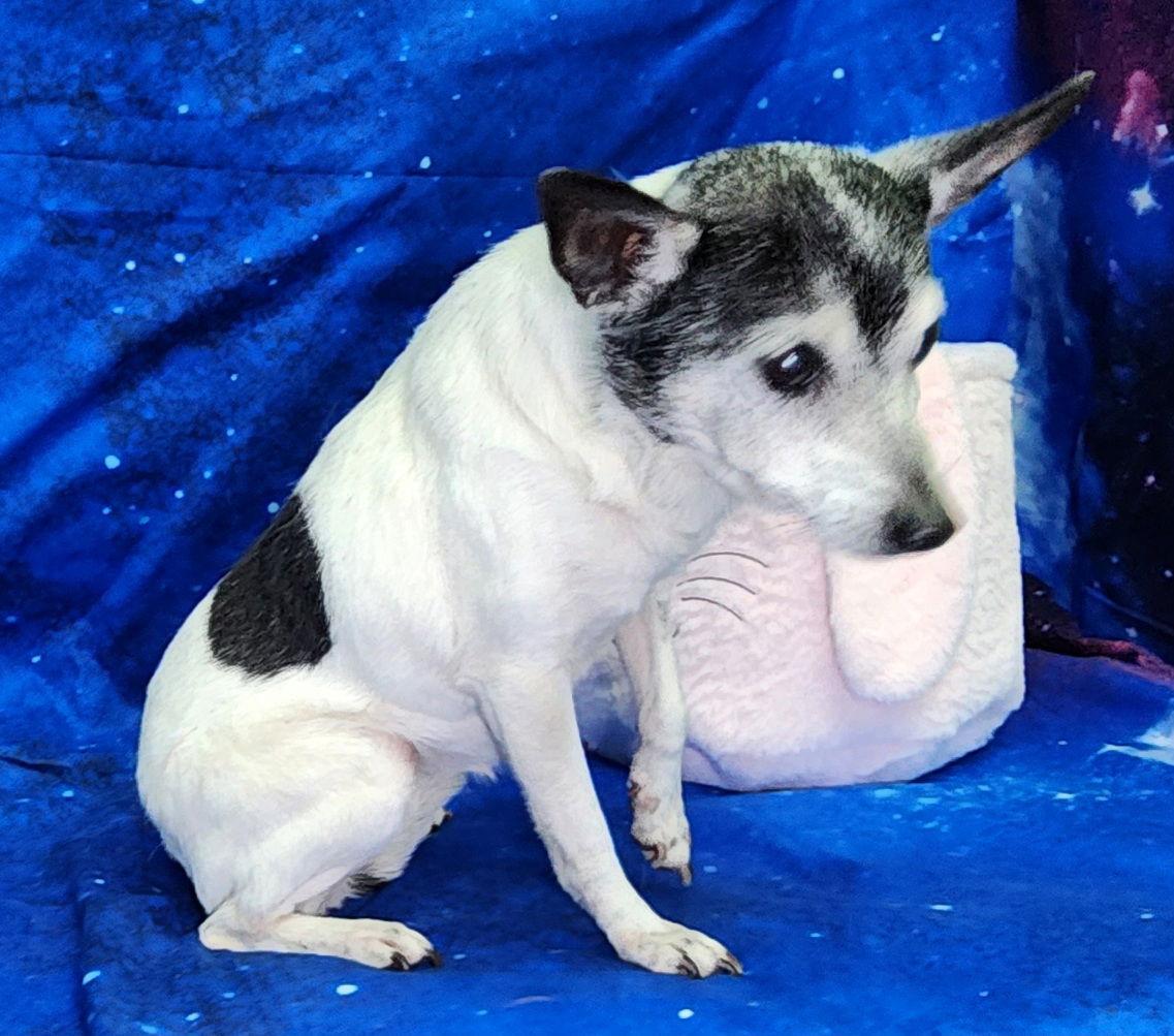 Enlarge 260376  Lady, a Adopted mixed breed in Wetumpka, AL image 1/3