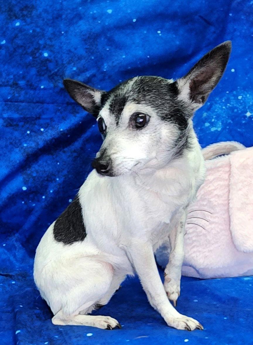 Enlarge 260376  Lady, a Adopted mixed breed in Wetumpka, AL image 2/3