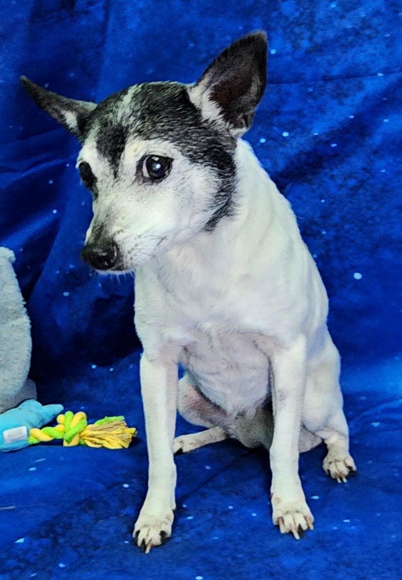 Enlarge 260376  Lady, a Adopted mixed breed in Wetumpka, AL image 3/3