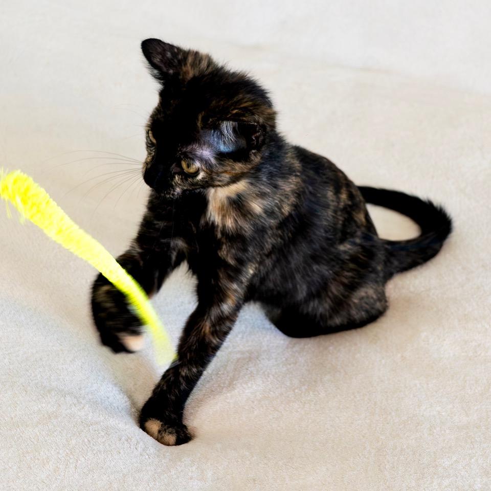 Nadia, a ADOPTABLE mixed breed in Tulsa, OK image 5/6