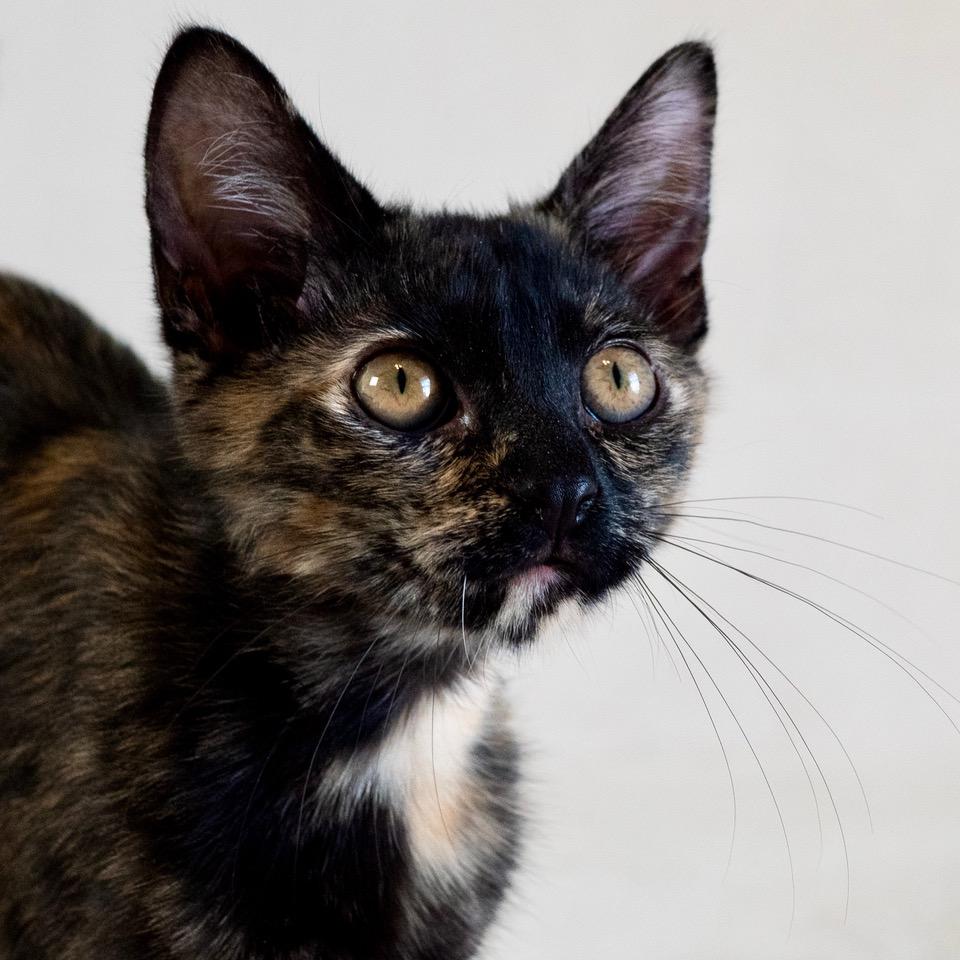 Nadia, a ADOPTABLE mixed breed in Tulsa, OK image 3/6