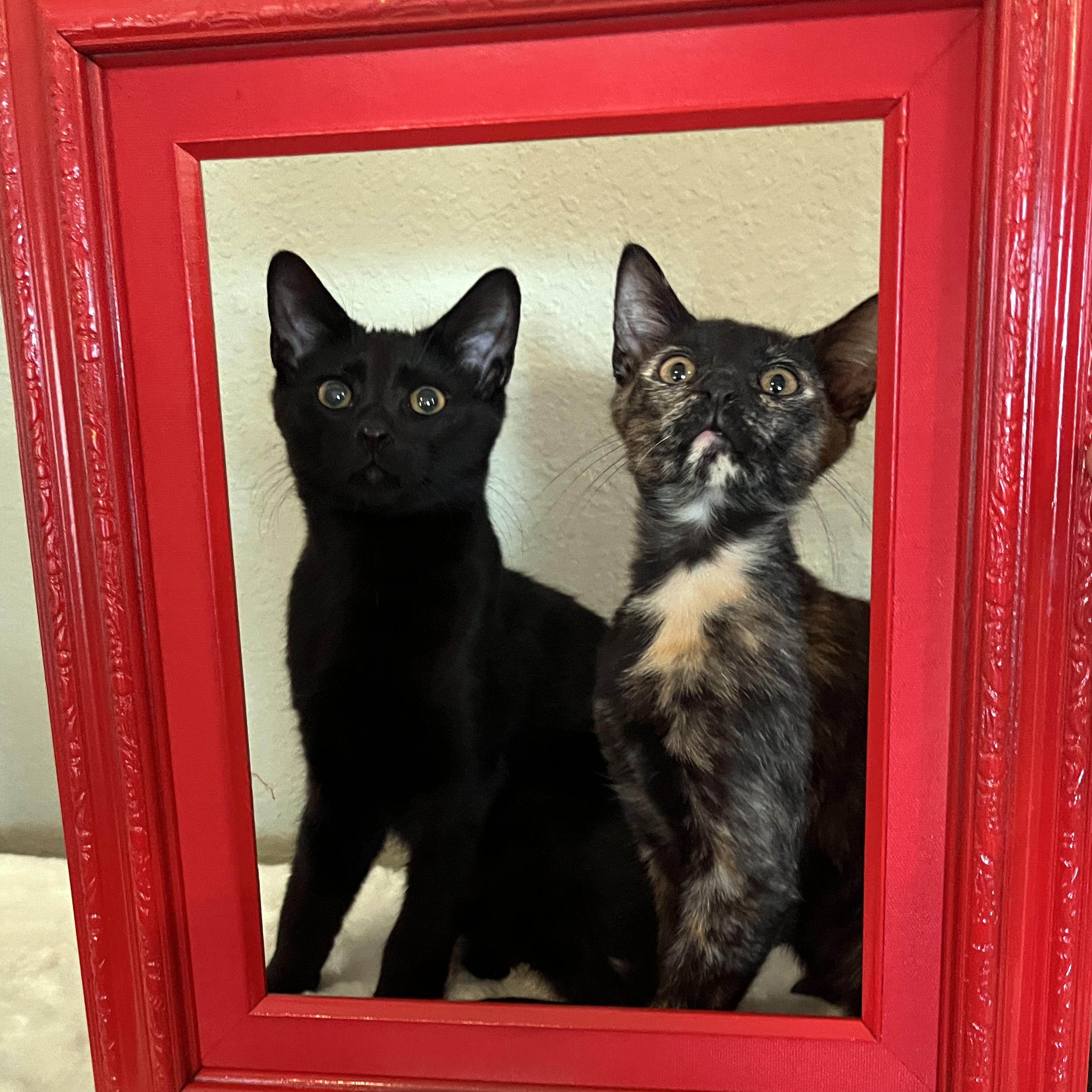 Nadia, ADOPTABLE, Kitten Female Tortoiseshell & Domestic Short Hair.