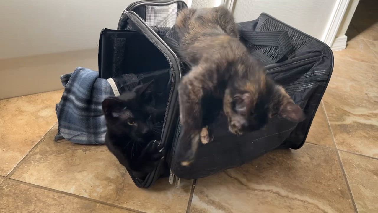 Enlarge Nadia, a ADOPTABLE mixed breed in Tulsa, OK video 6/6