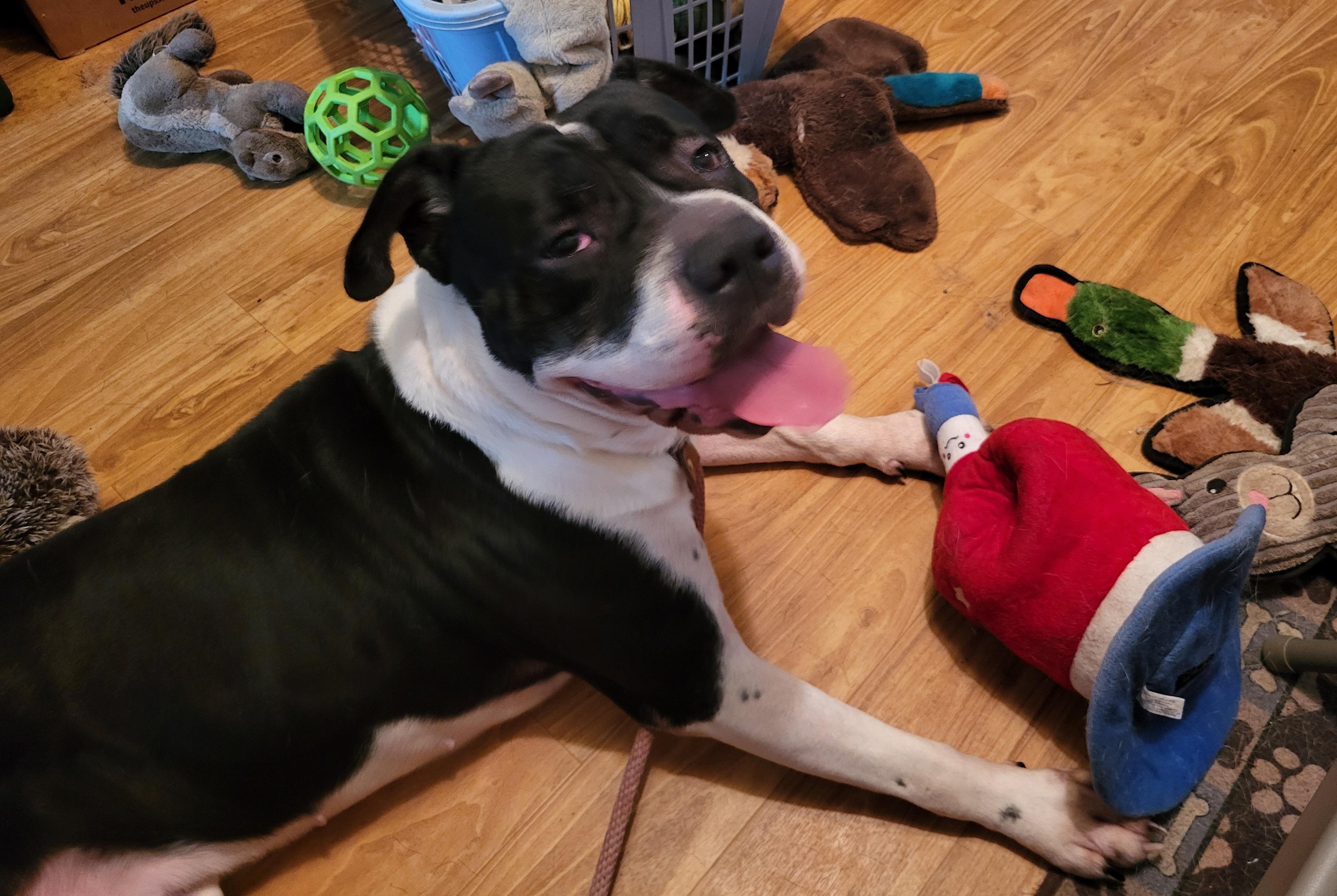 Adar, adopted, Adult Female Shar-Pei & American Bulldog.