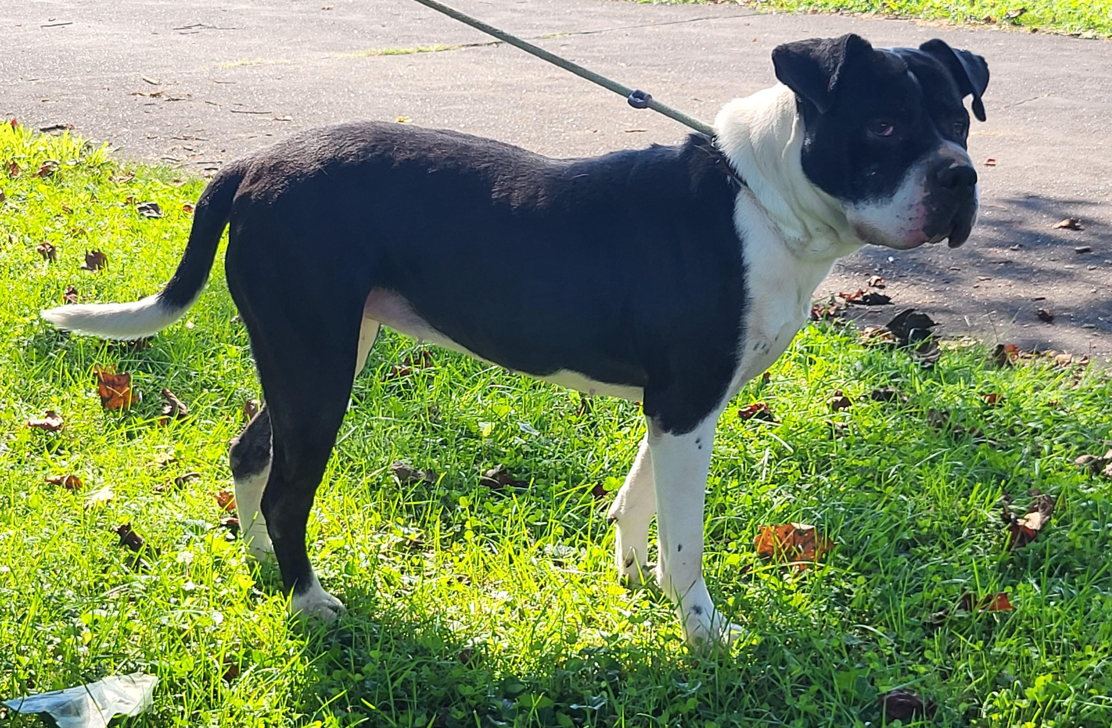 Adar, an adoptable Shar-Pei, American Bulldog in Lancaster, PA, 17604 | Photo Image 4