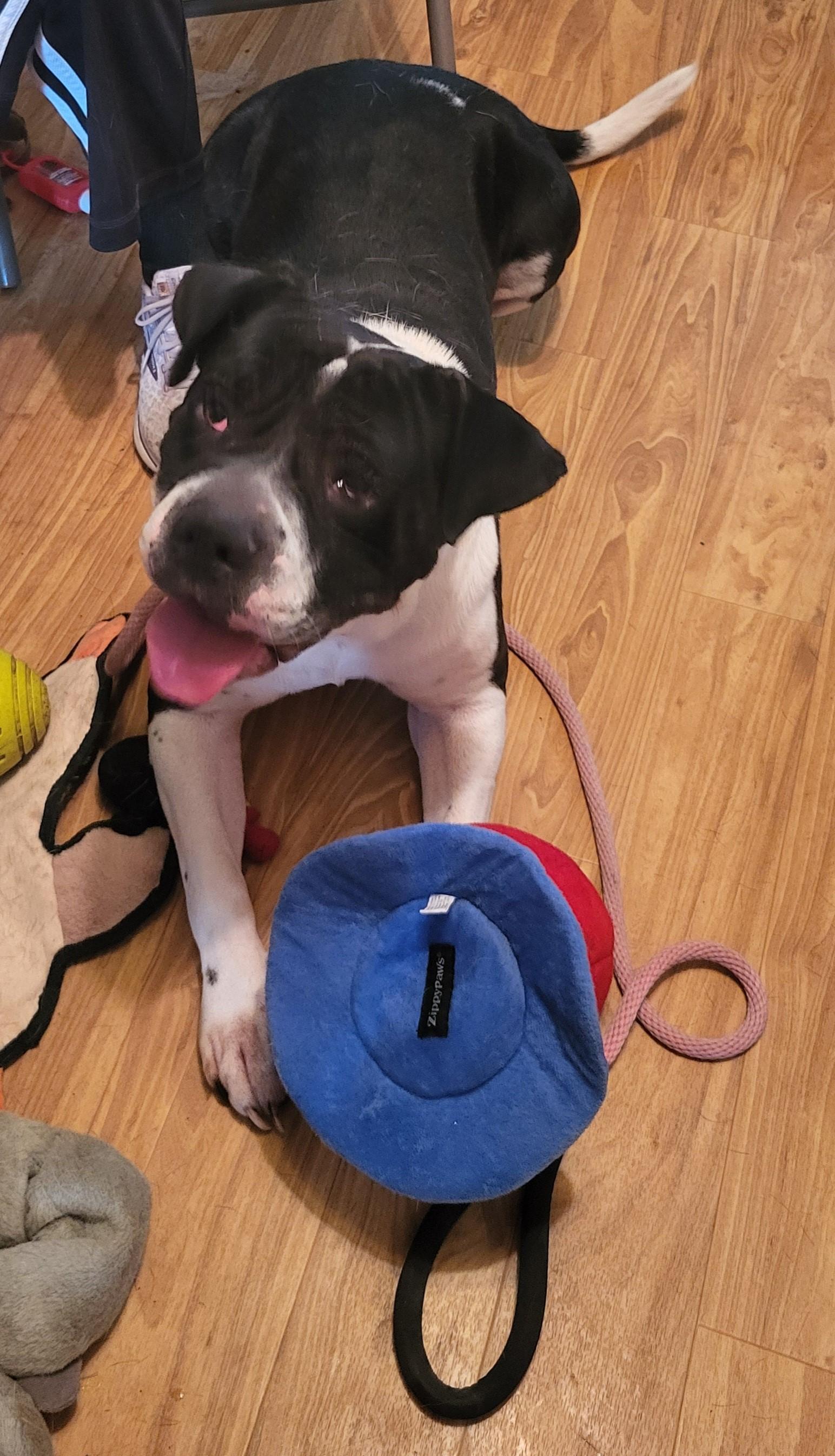 Enlarge Adar, an adopted mixed breed in Lancaster, PA image 3/4