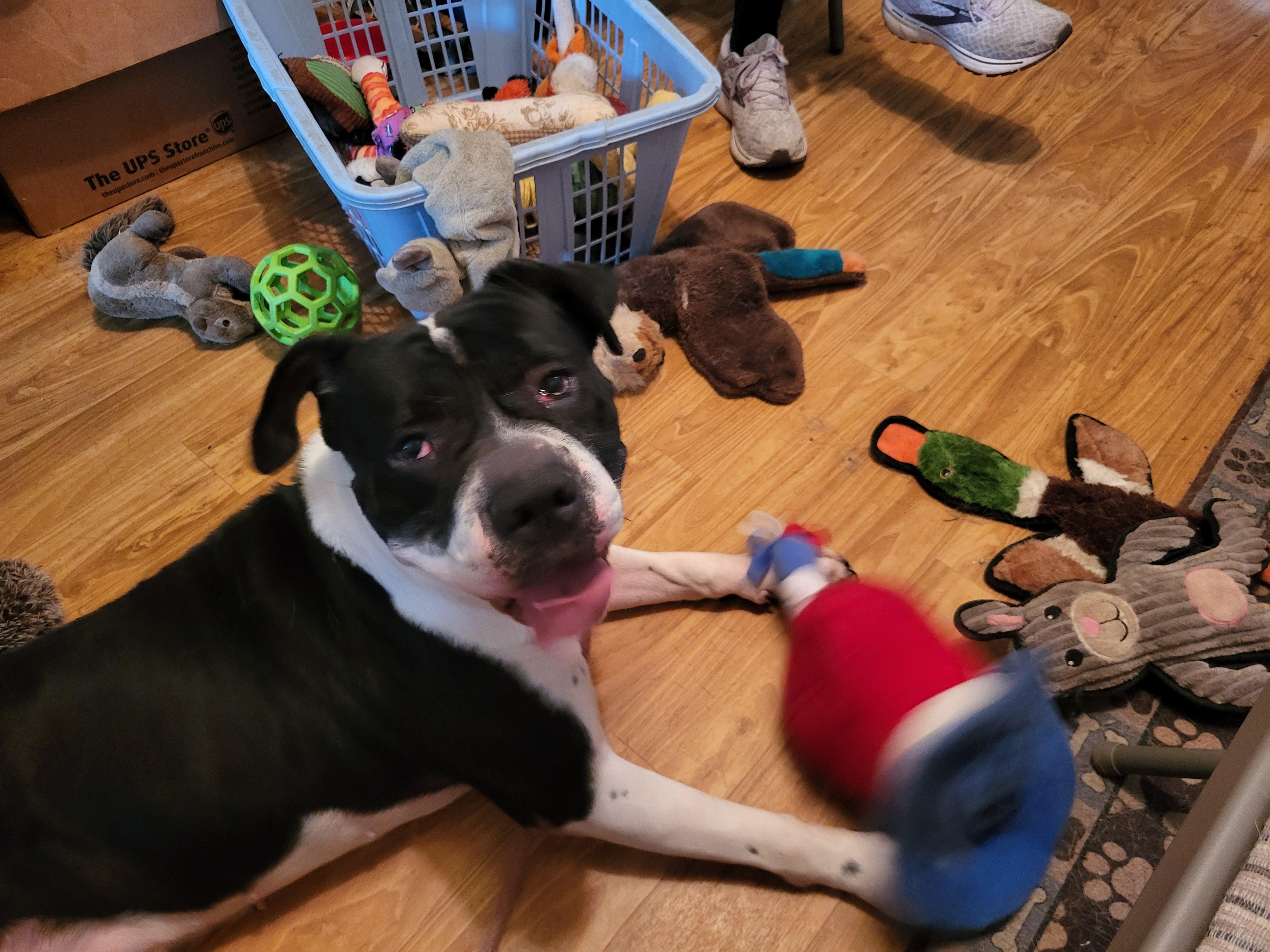 Adar, an adoptable Shar-Pei, American Bulldog in Lancaster, PA, 17604 | Photo Image 3