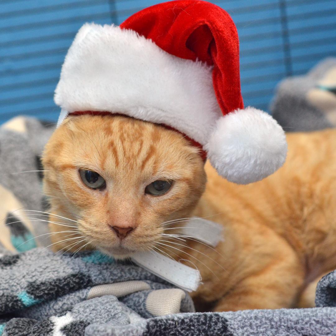 Enlarge Papaya (Felv+), an adoptable mixed breed in Sanford, FL image 4/5