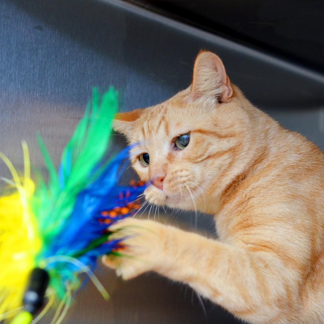 Enlarge Papaya (Felv+), an adoptable mixed breed in Sanford, FL image 3/6