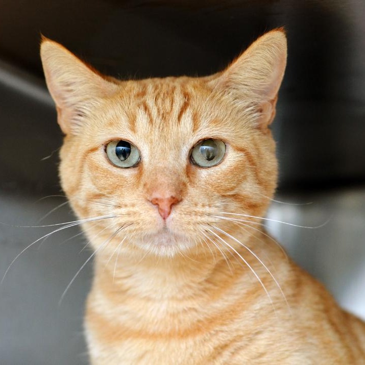 Enlarge Papaya (Felv+), an adoptable mixed breed in Sanford, FL image 2/6