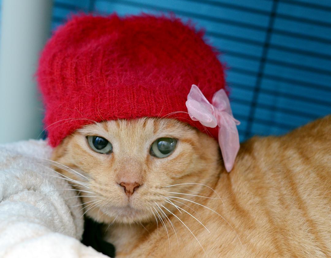 Enlarge Papaya (Felv+), an adoptable mixed breed in Sanford, FL image 1/5