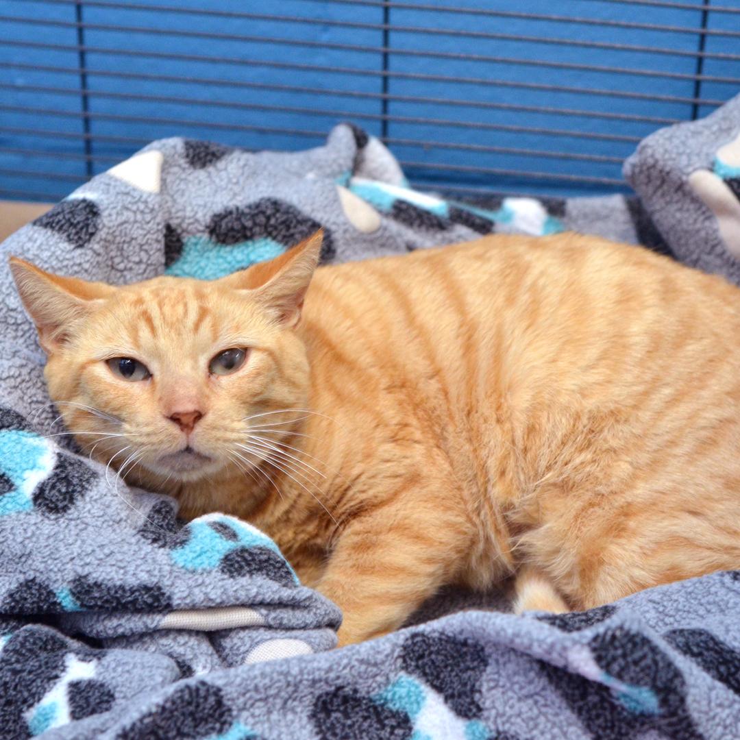 Enlarge Papaya (Felv+), an adoptable mixed breed in Sanford, FL image 5/5