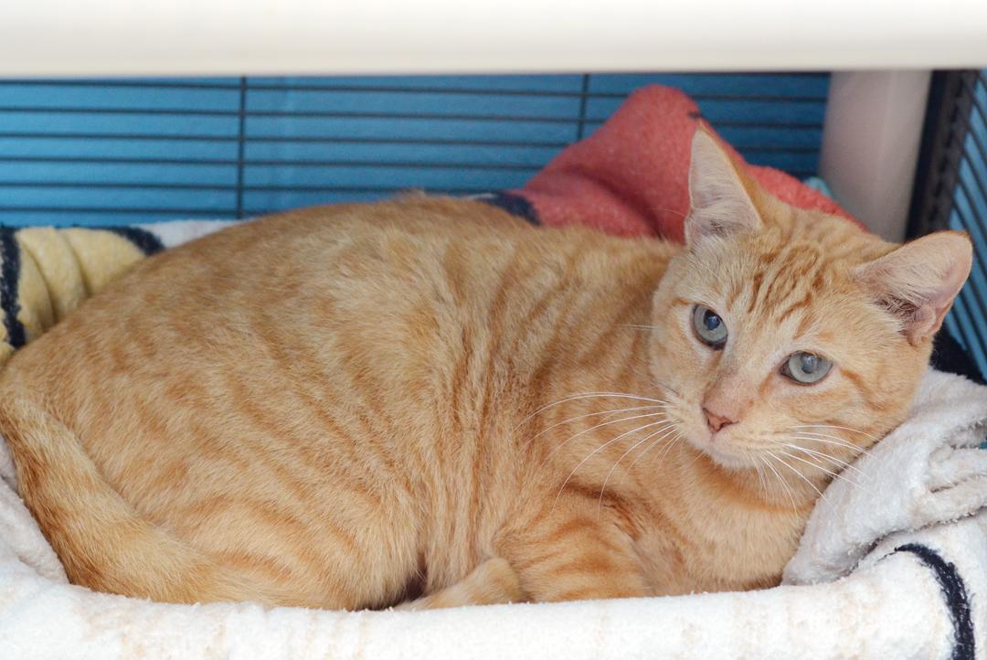 Enlarge Papaya (Felv+), an adoptable mixed breed in Sanford, FL image 3/5
