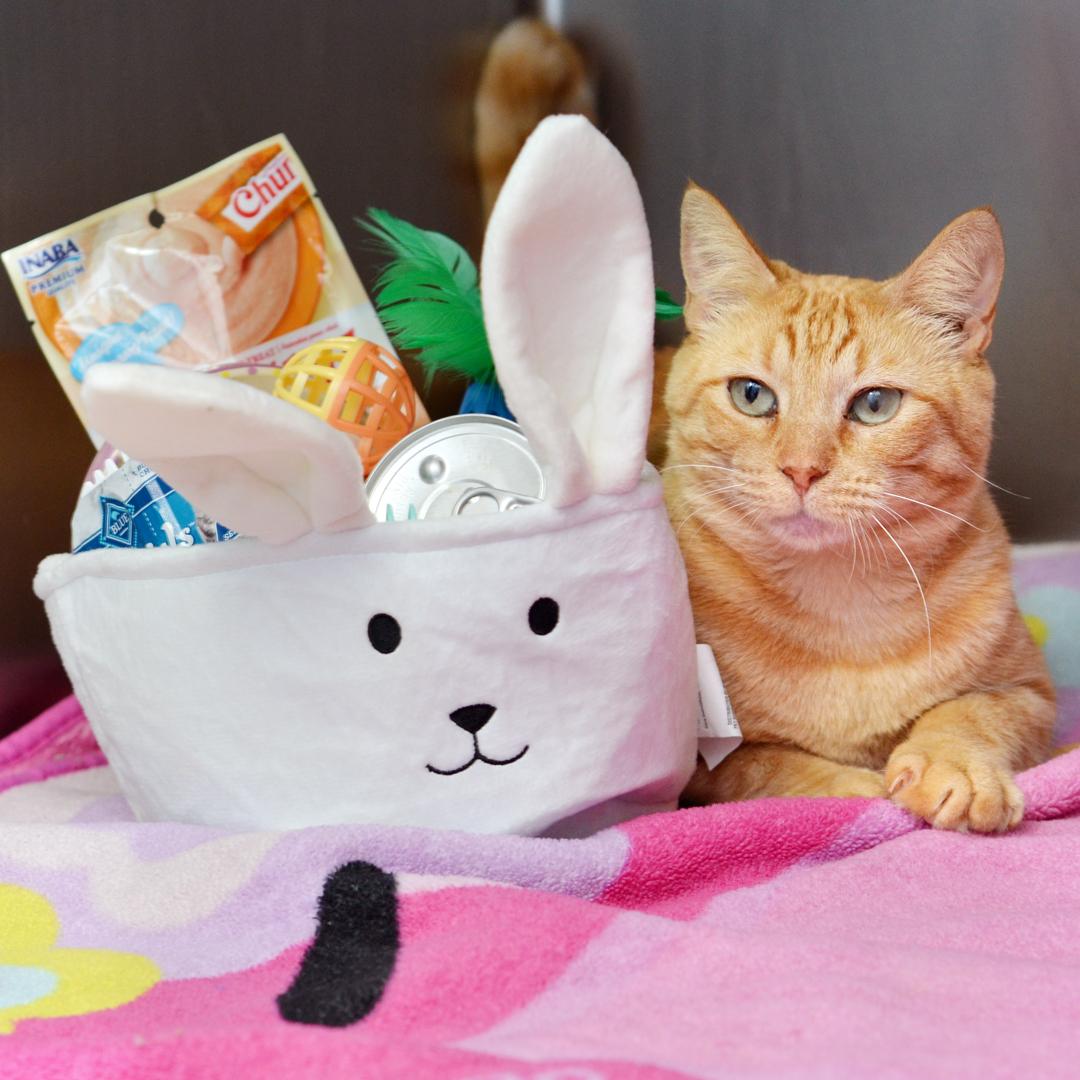 Enlarge Papaya (Felv+), an adoptable mixed breed in Sanford, FL image 1/6