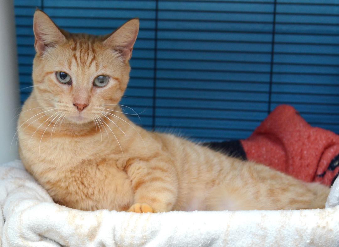 Enlarge Papaya (Felv+), an adoptable mixed breed in Sanford, FL image 2/5