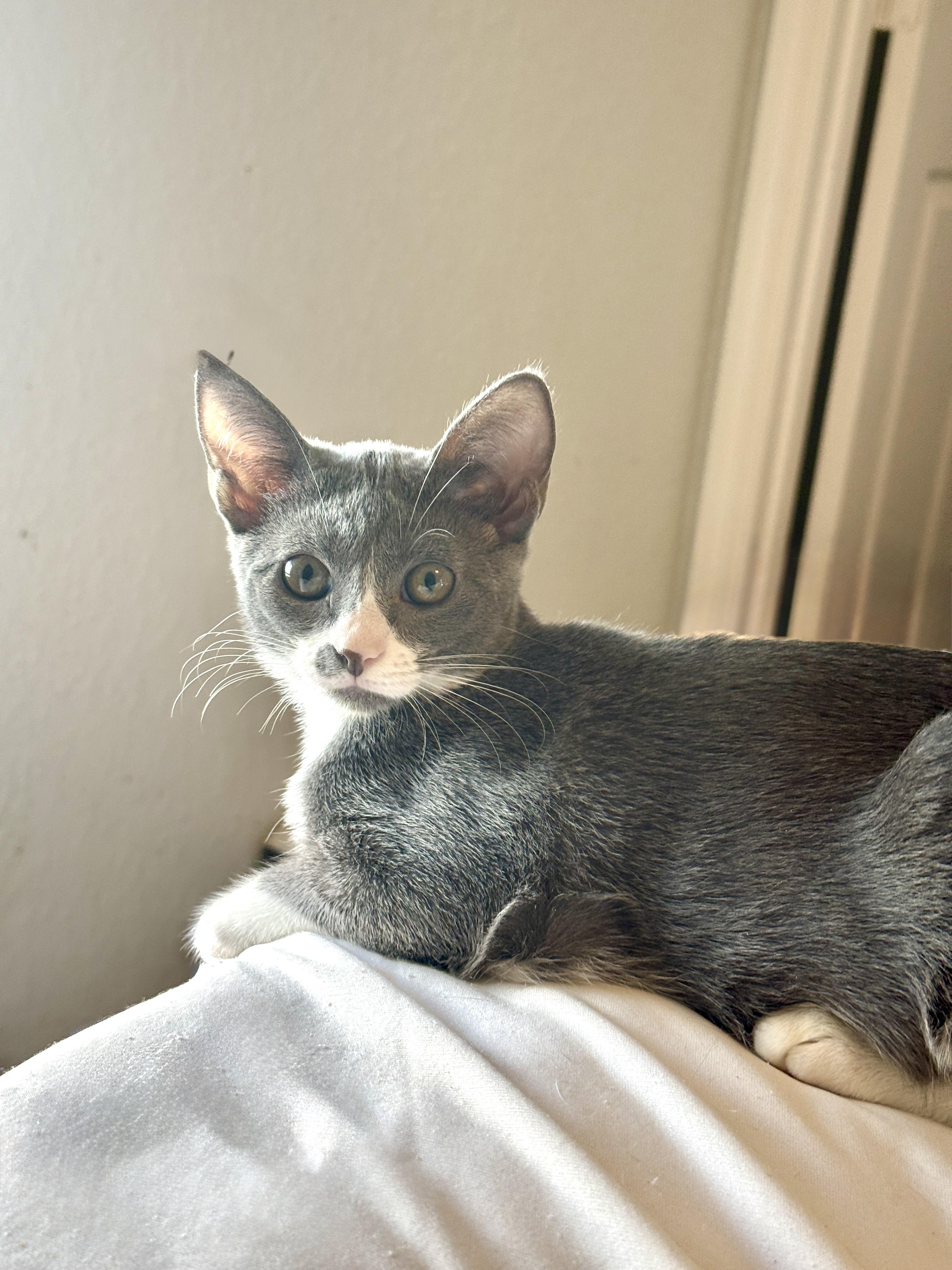 Enlarge Tiana, a Adoptable Domestic Short Hair in New Smyrna Beach, FL image 2/3