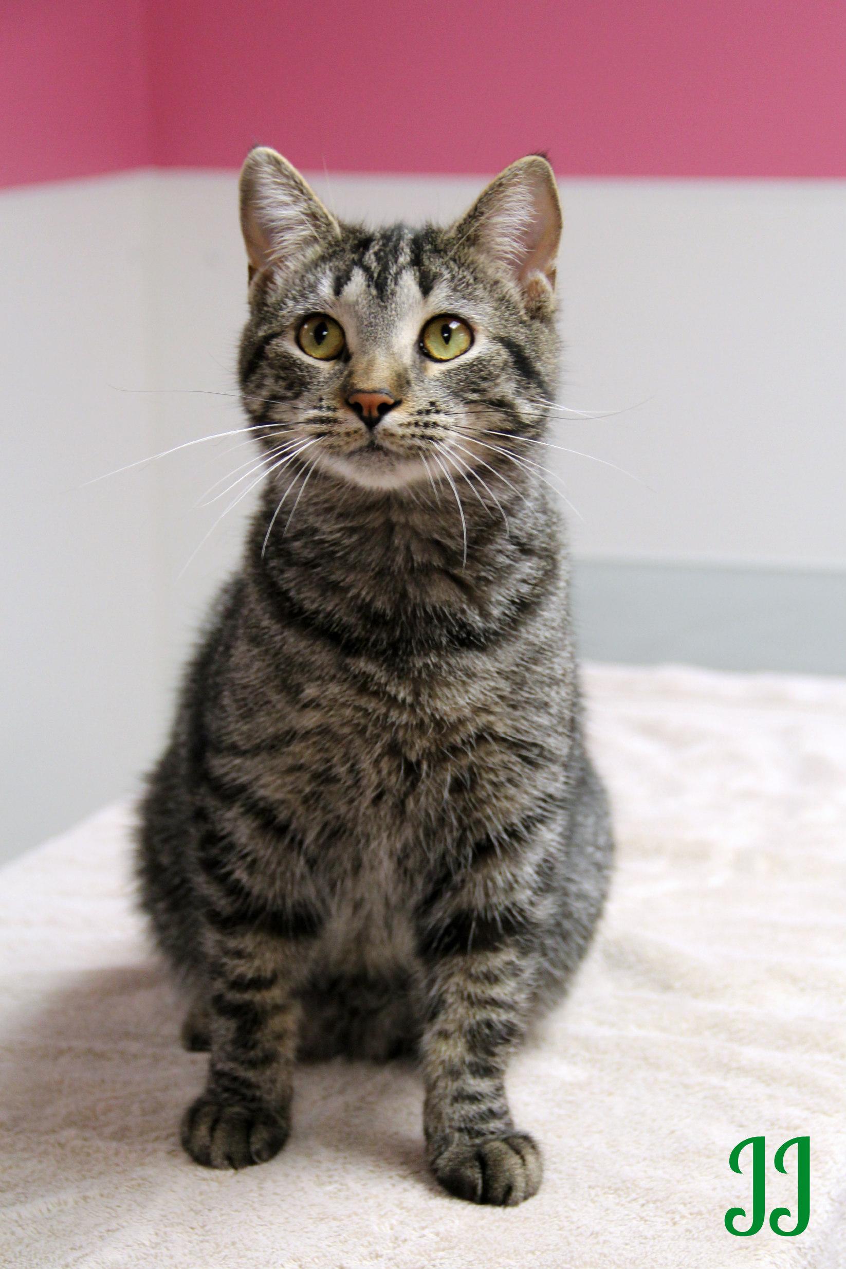 Enlarge JJ, a Adoptable Domestic Short Hair in Vinton, IA image 1/1