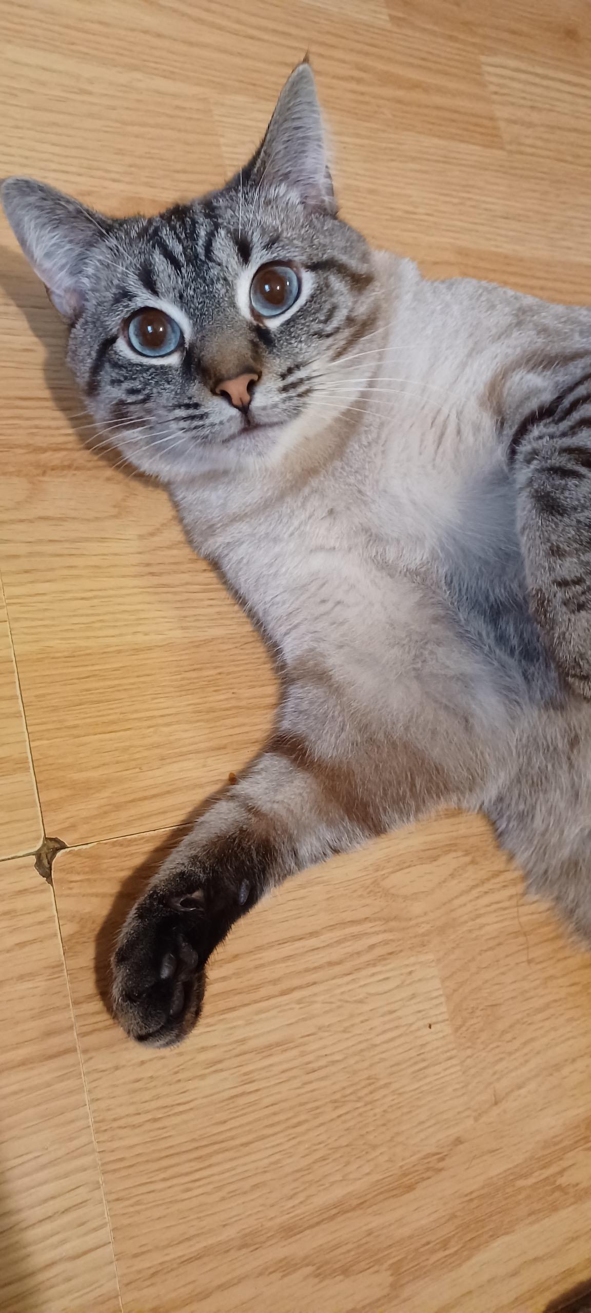 Toby, Young Male Siamese