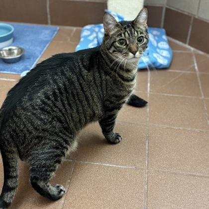 Chunky — thumbnail 2