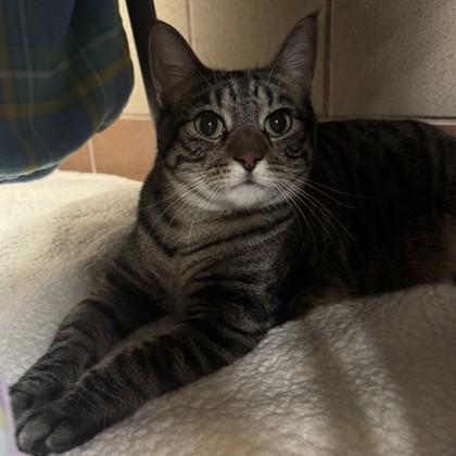 Chunky — thumbnail 3