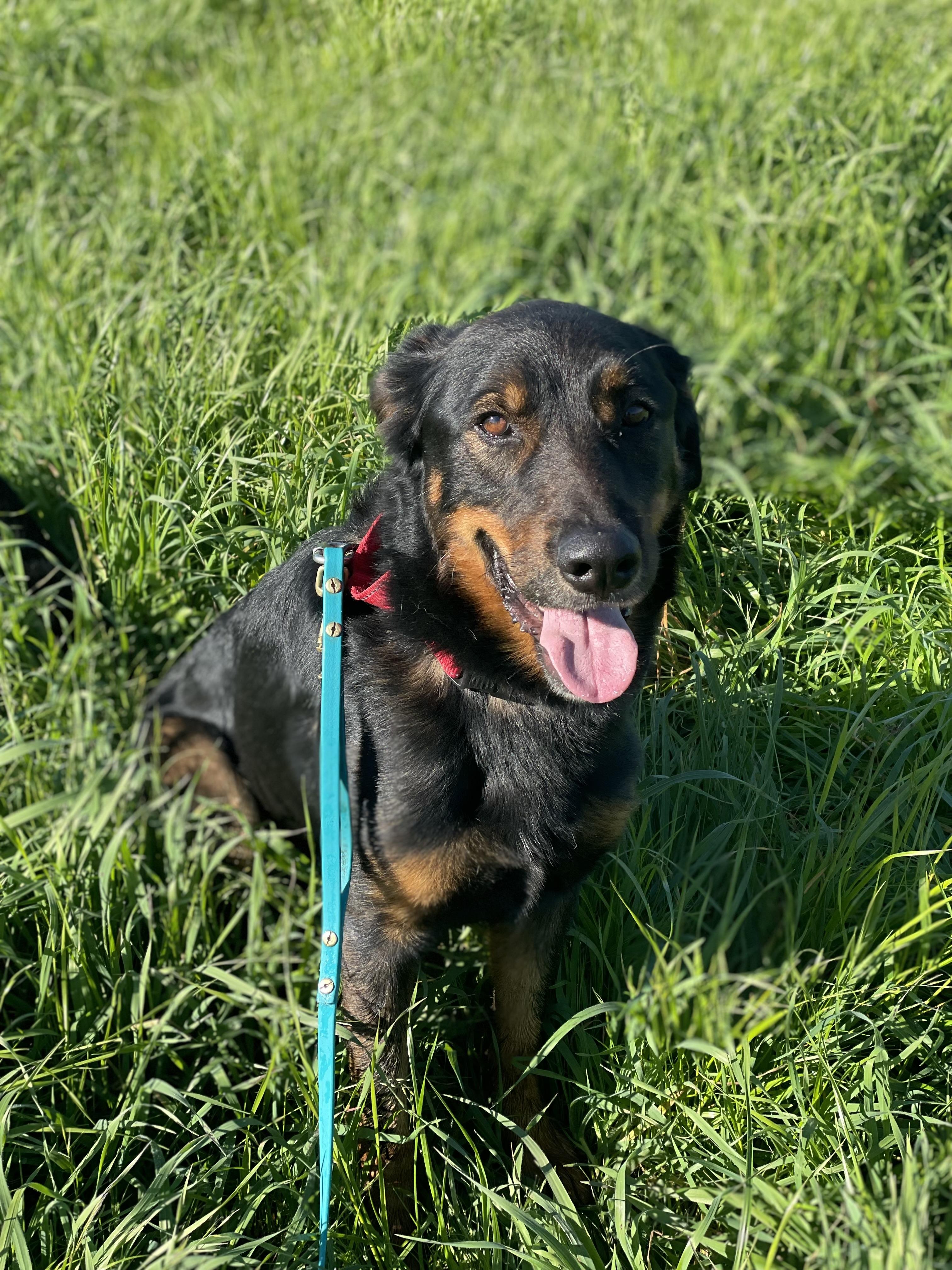 Enlarge Duke, a Adoptable mixed breed in Petaluma, CA image 3/6