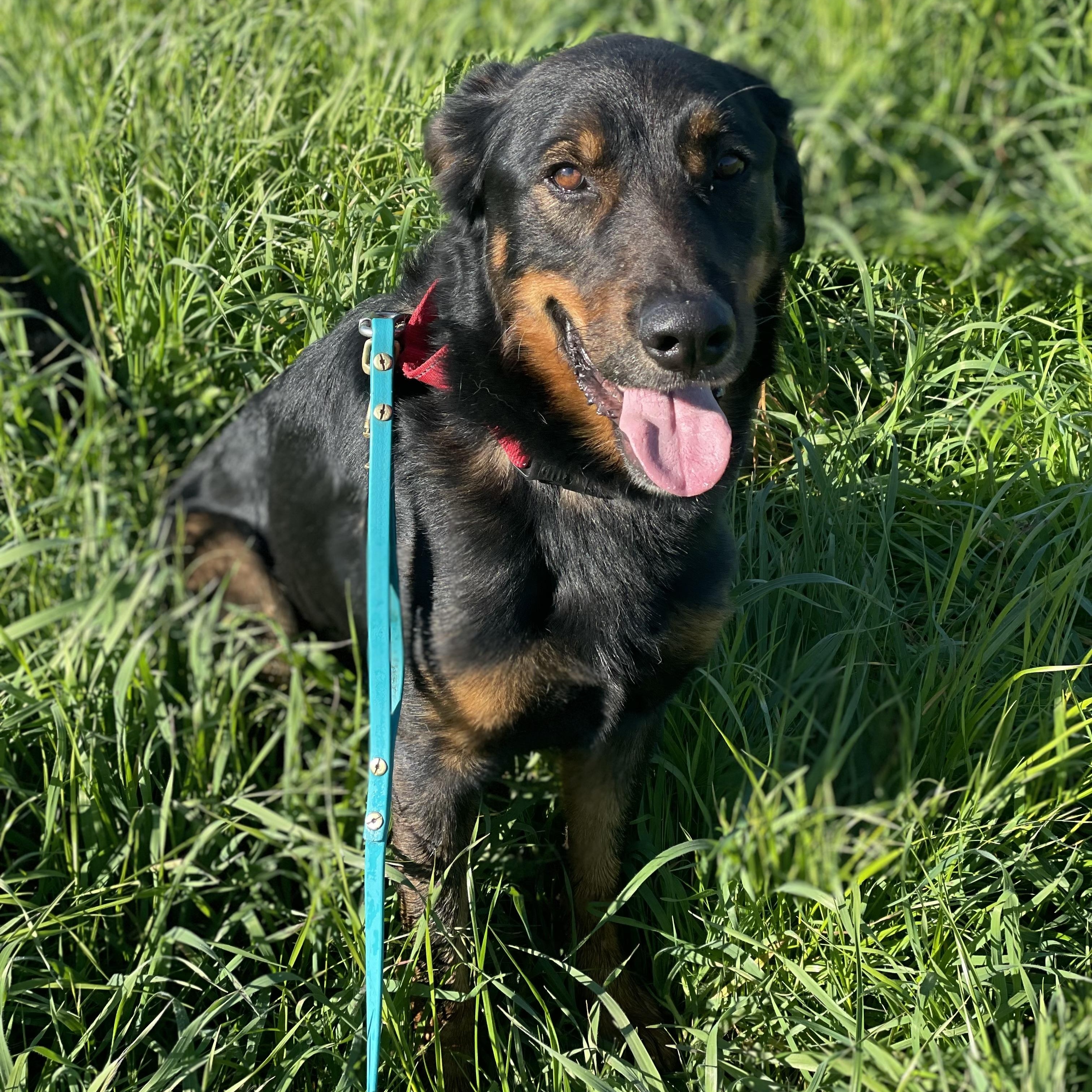 Enlarge Duke, a Adoptable mixed breed in Petaluma, CA image 2/6