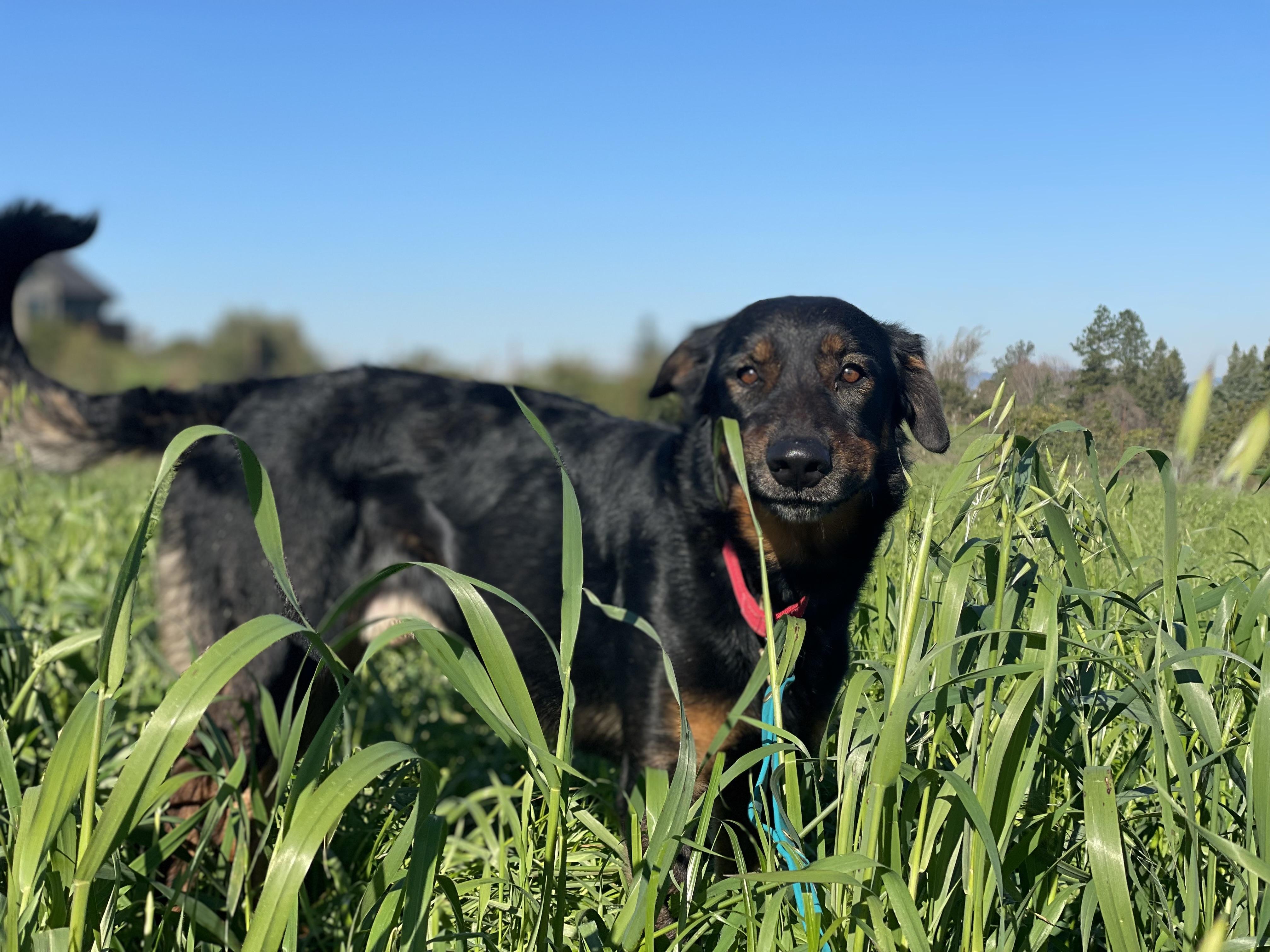 Enlarge Duke, a Adoptable mixed breed in Petaluma, CA image 6/6
