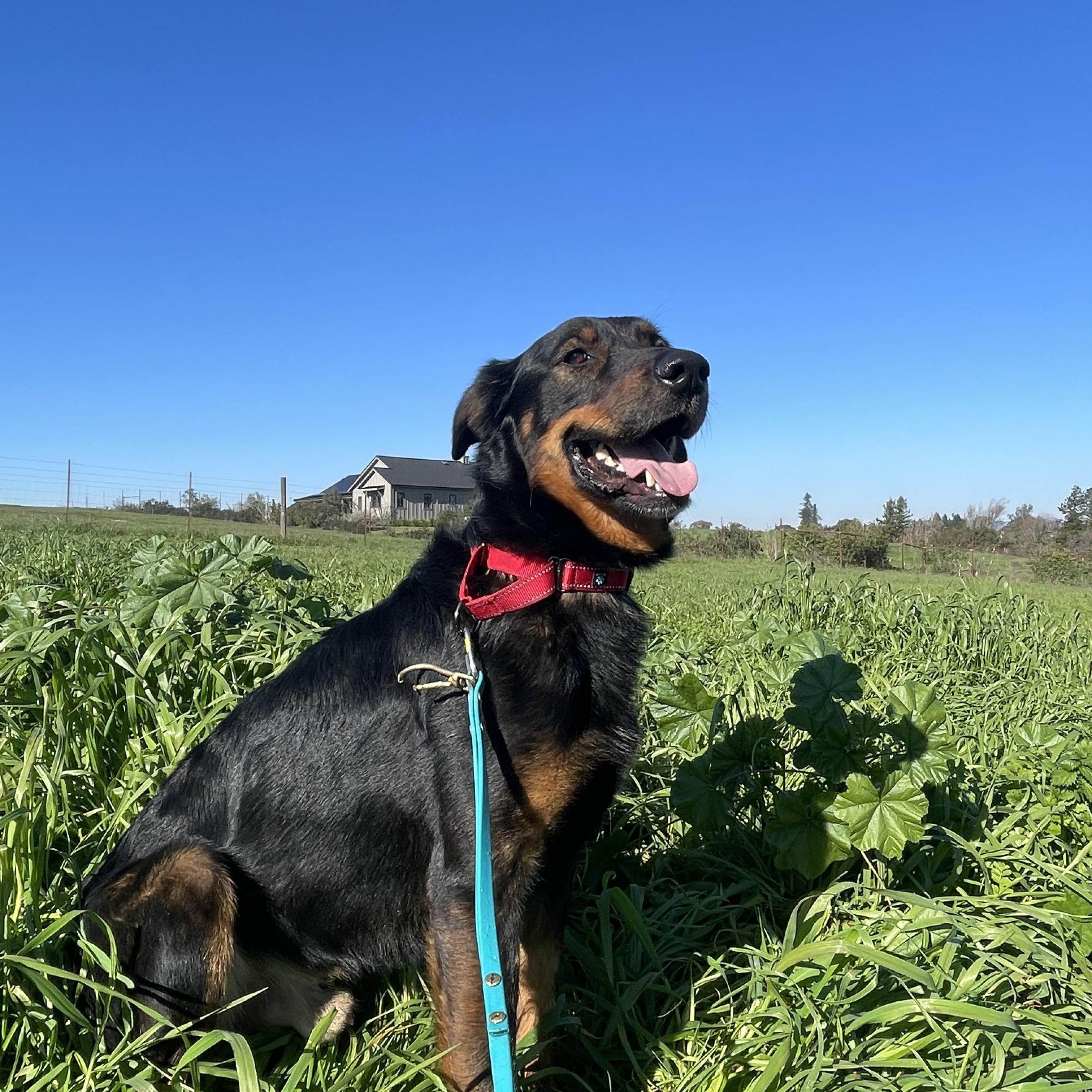 Enlarge Duke, a Adoptable mixed breed in Petaluma, CA image 4/6