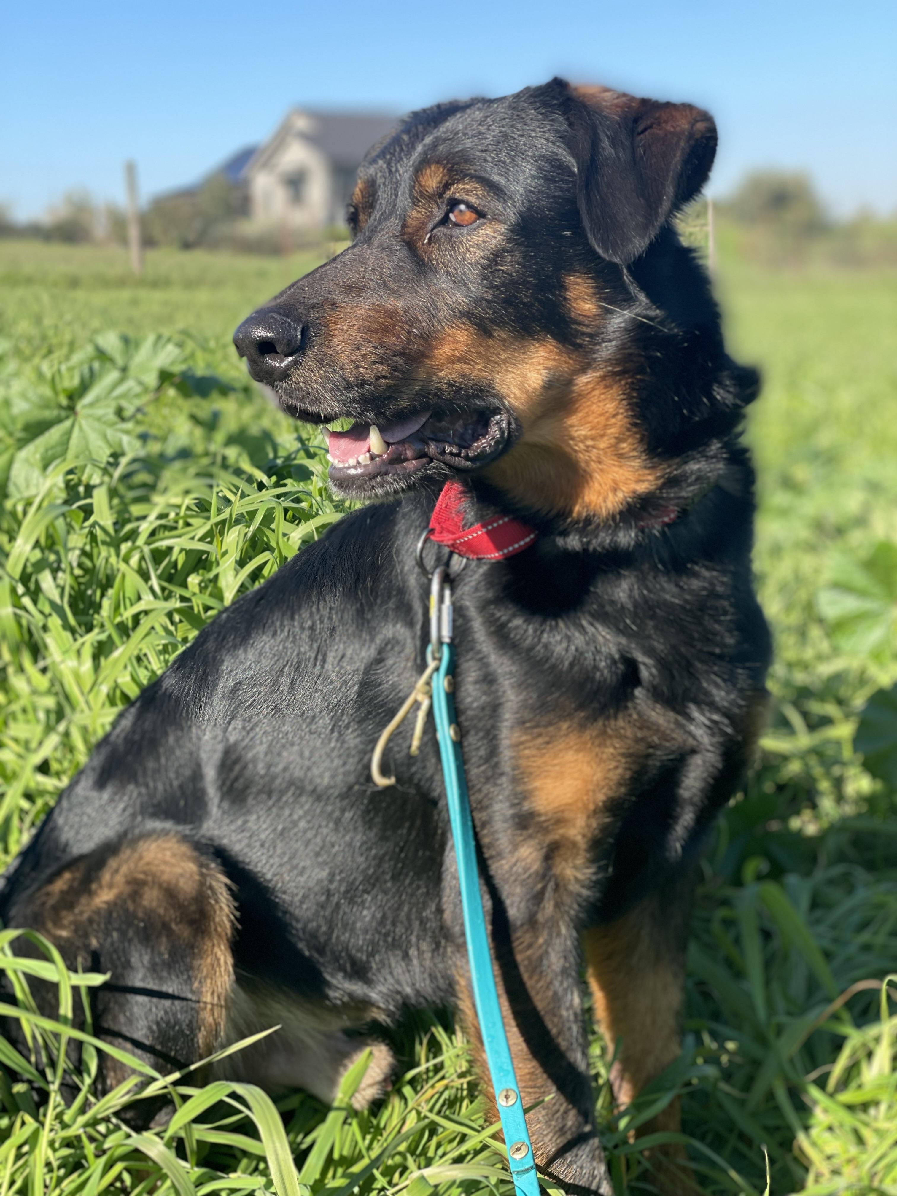 Duke, Adoptable, Young Male Beauceron.
