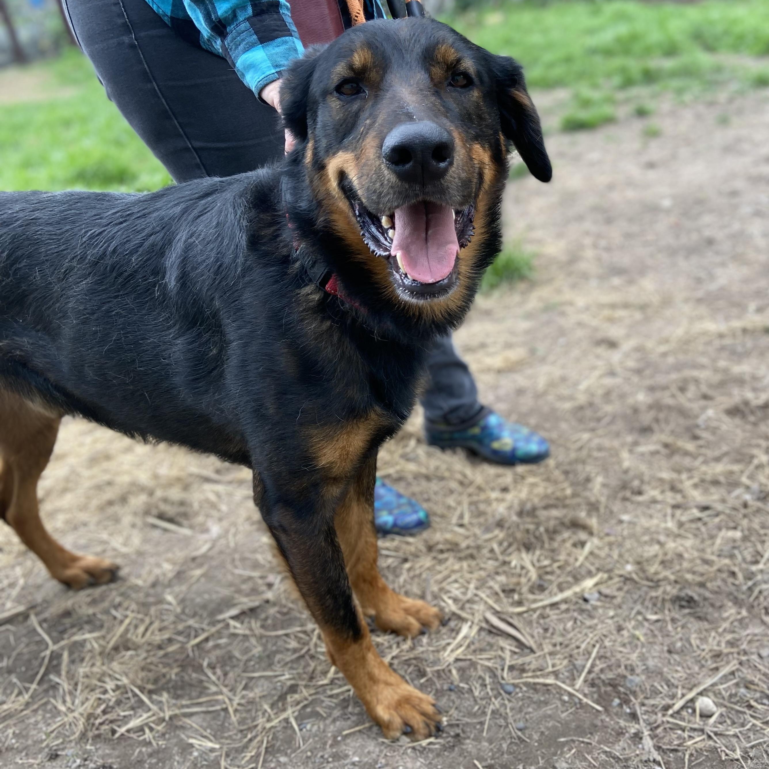 Enlarge Duke, a Adoptable mixed breed in Petaluma, CA image 1/6