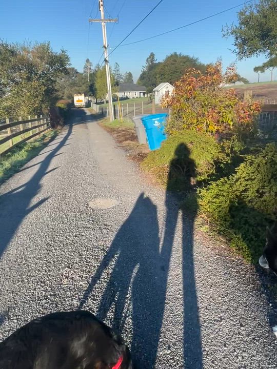 Enlarge Duke, a Adoptable mixed breed in Petaluma, CA video 2/6