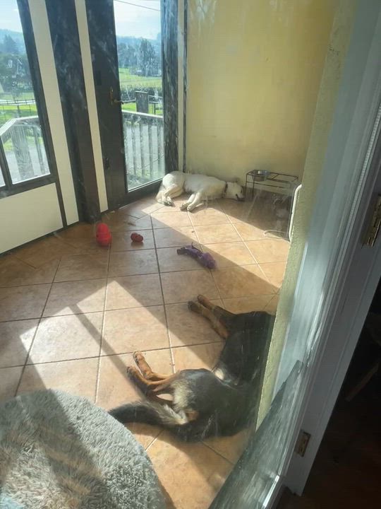 Enlarge Duke, a Adoptable mixed breed in Petaluma, CA video 5/6