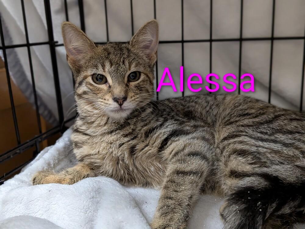 Alessa, Adopted, Young Female Domestic Short Hair.