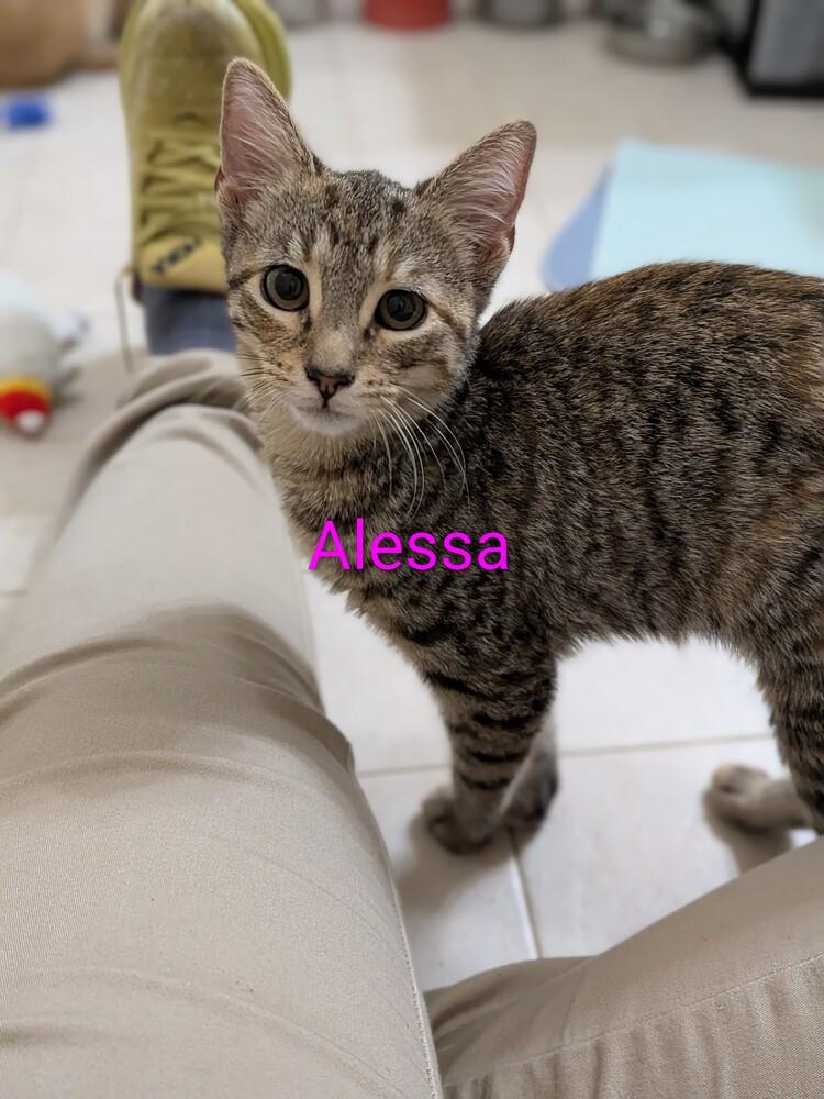 Enlarge Alessa, a Adopted mixed breed in Walla Walla, WA image 2/5