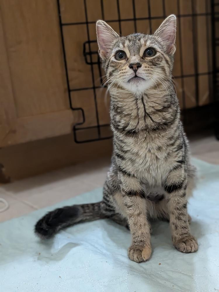 Enlarge Alessa, a Adopted mixed breed in Walla Walla, WA image 5/5